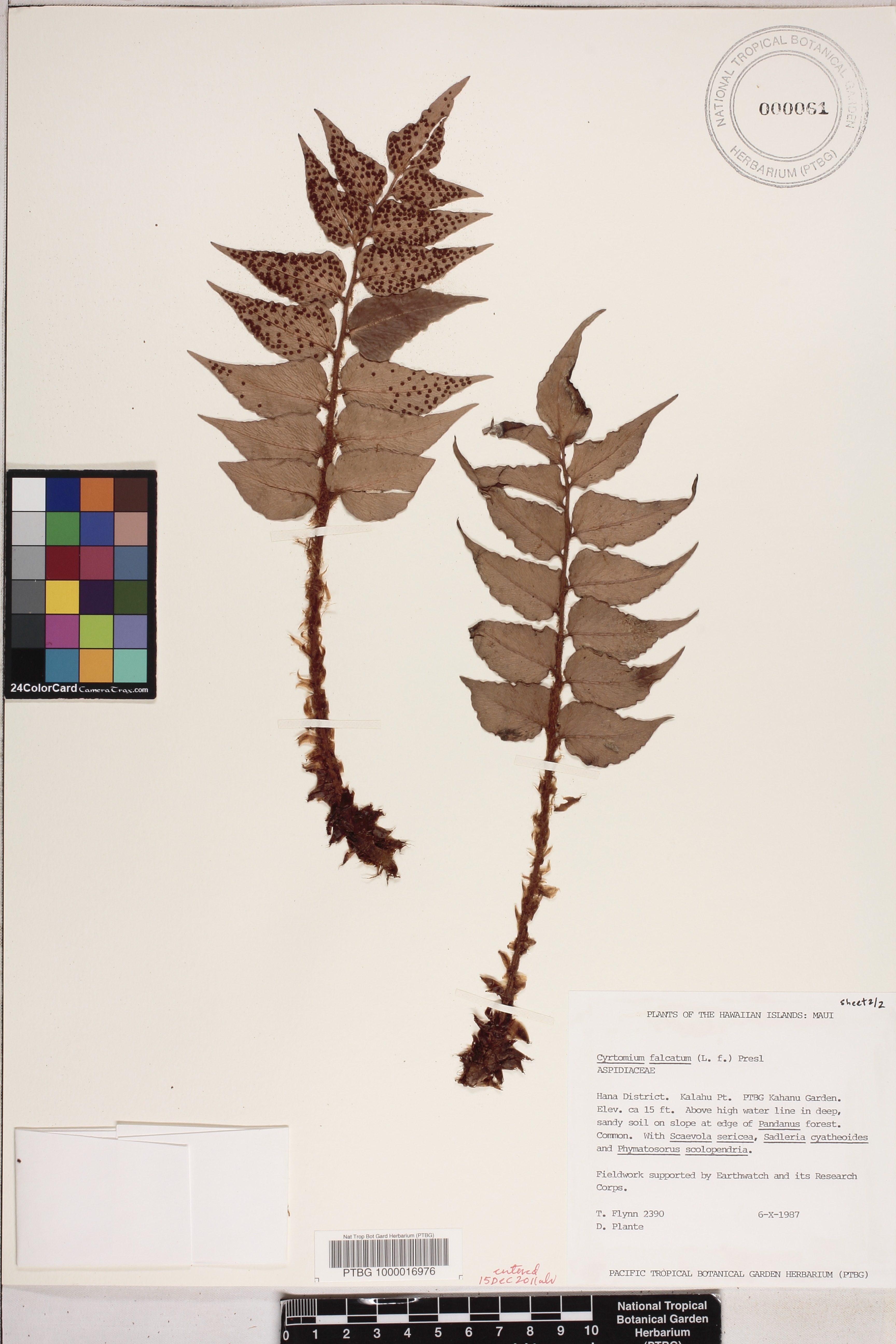 Cyrtomium falcatum image