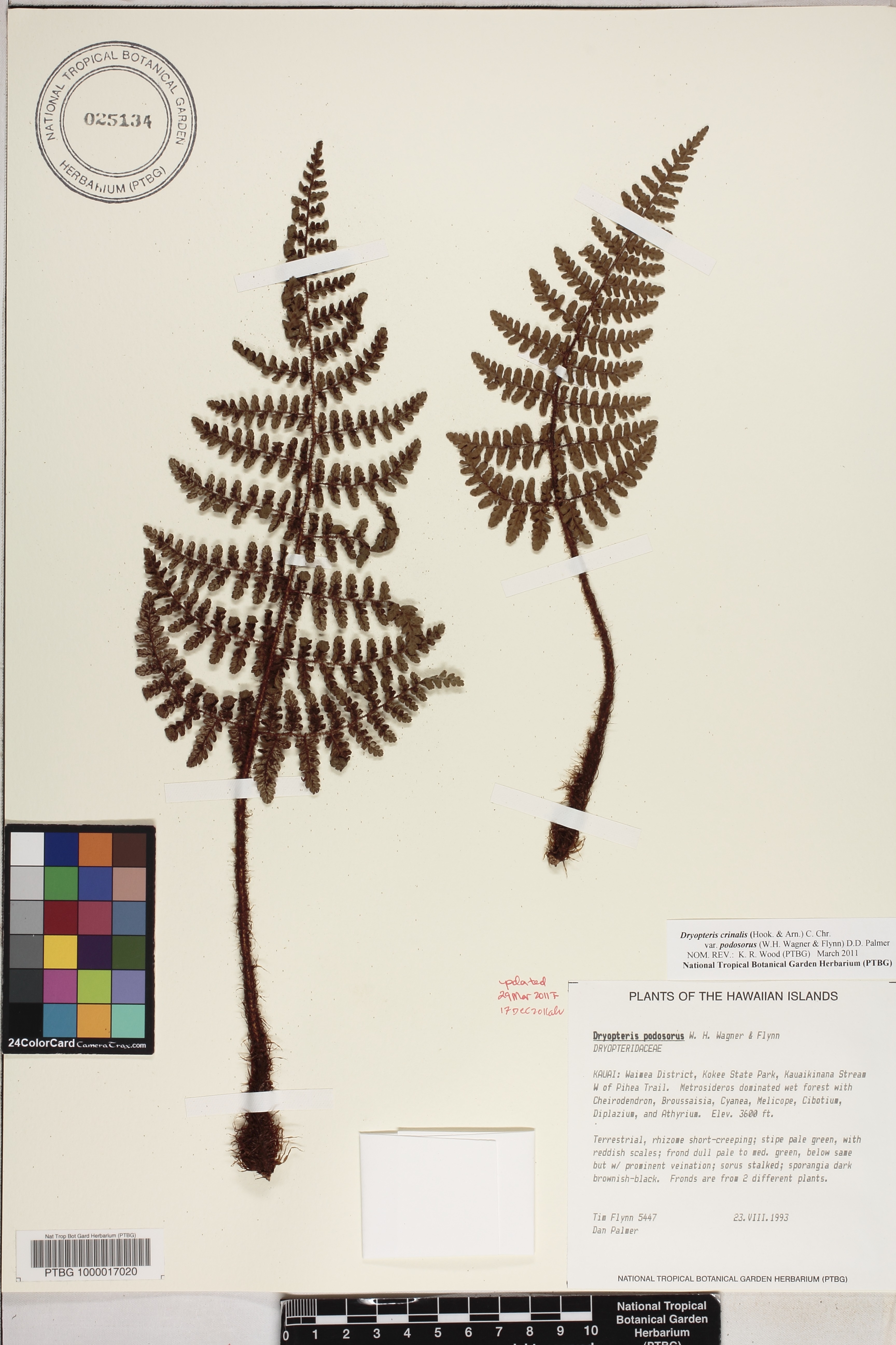 Dryopteris crinalis var. podosorus image