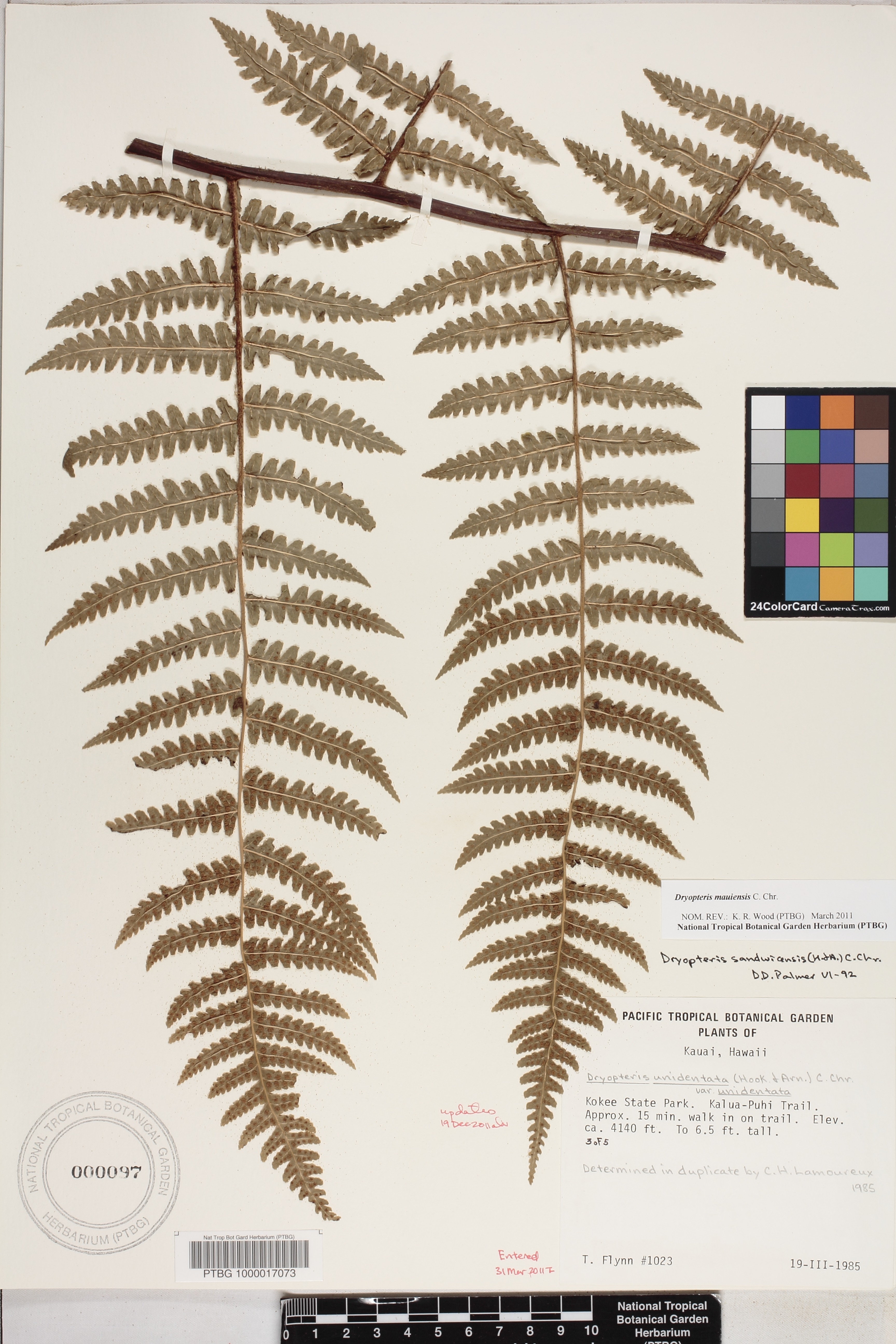 Dryopteris mauiensis image