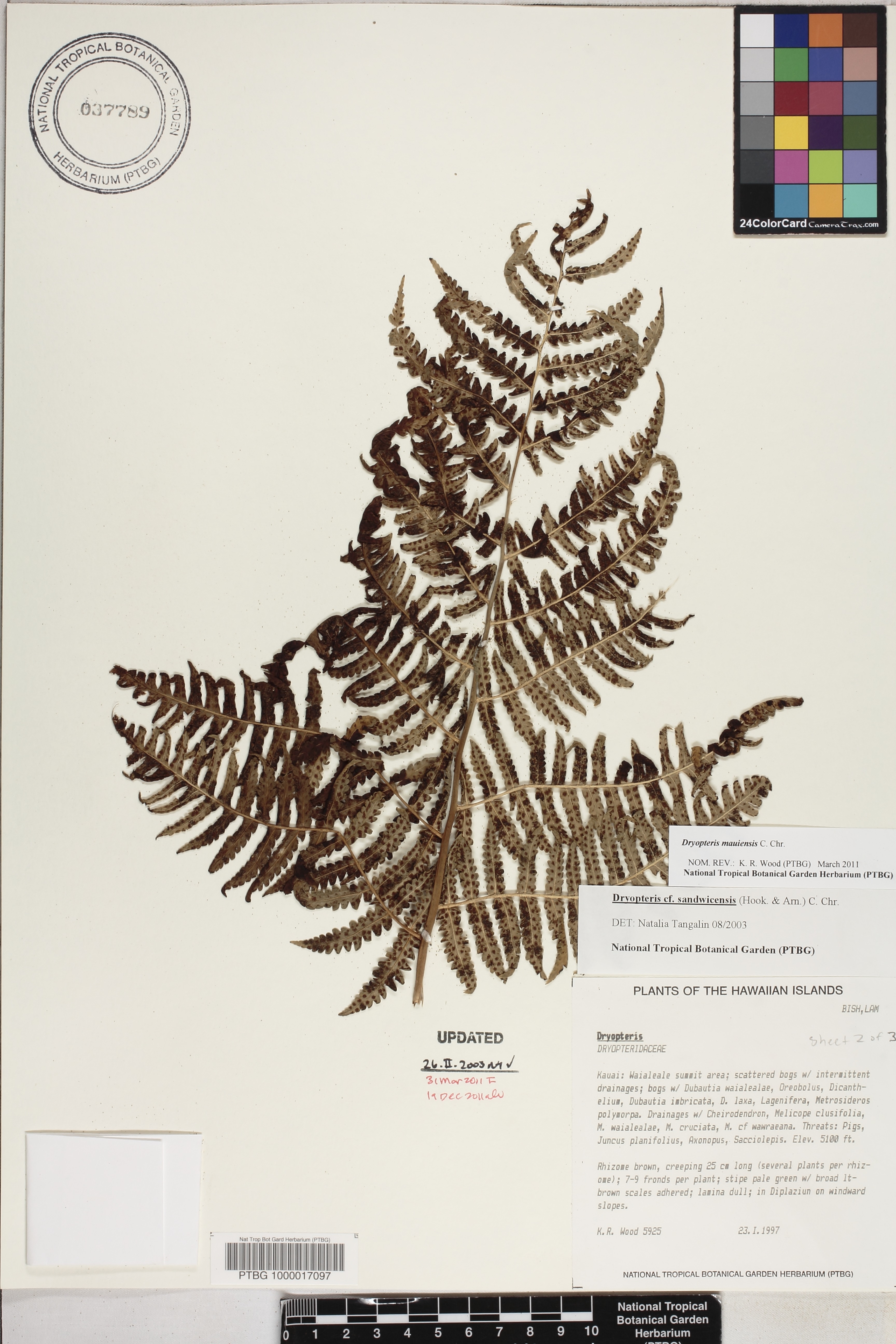 Dryopteris mauiensis image