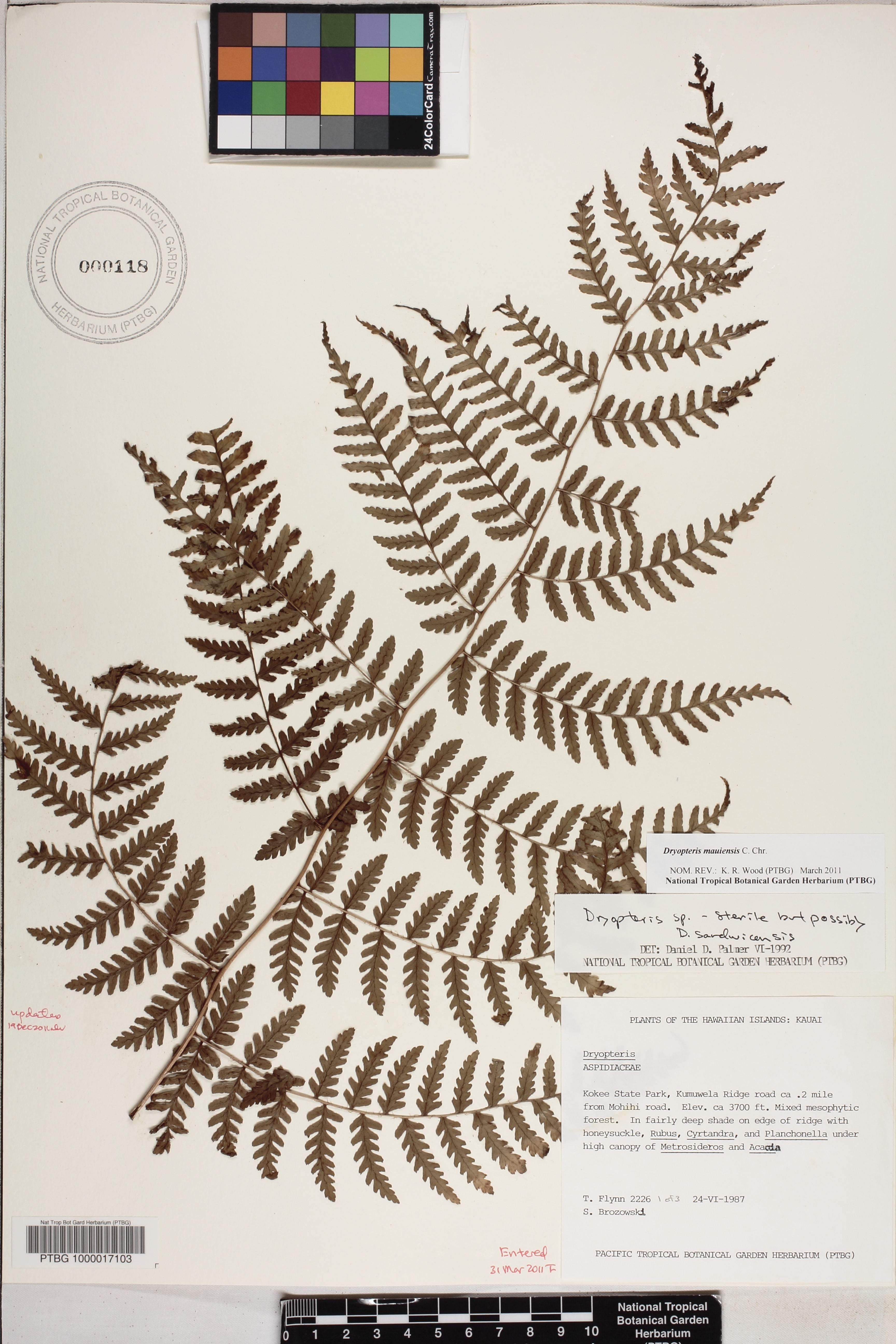 Dryopteris mauiensis image