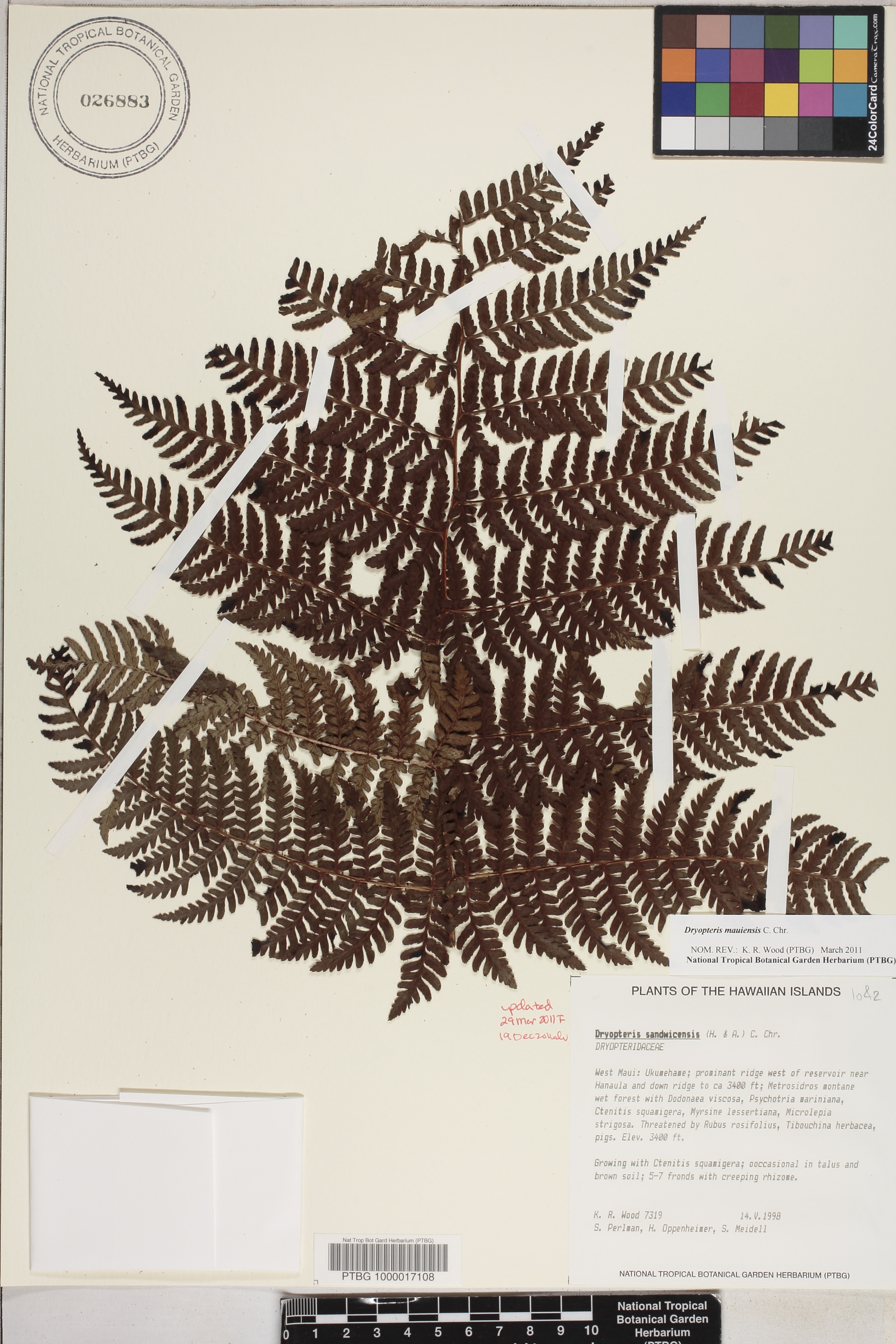 Dryopteris image