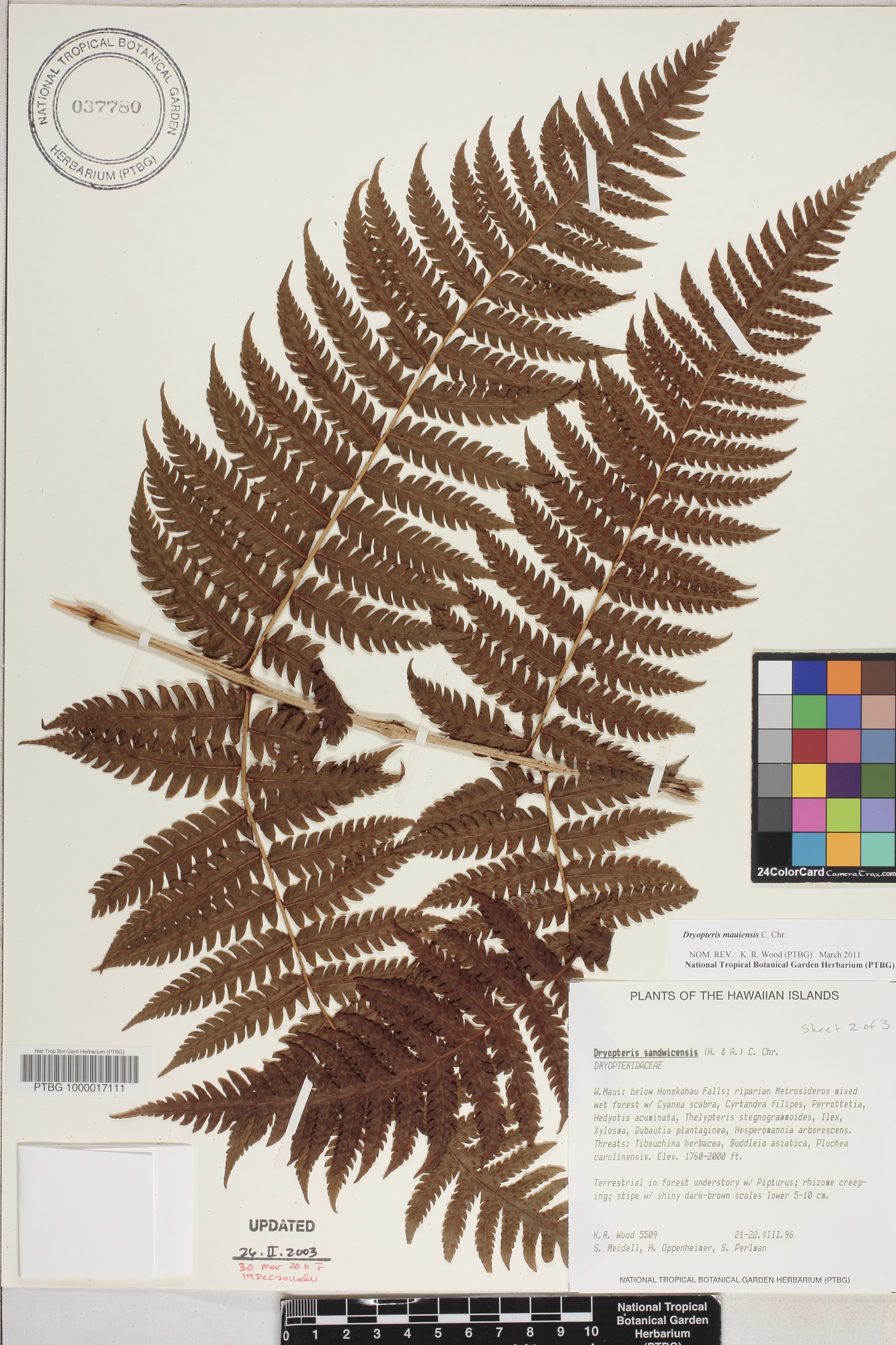 Dryopteris mauiensis image