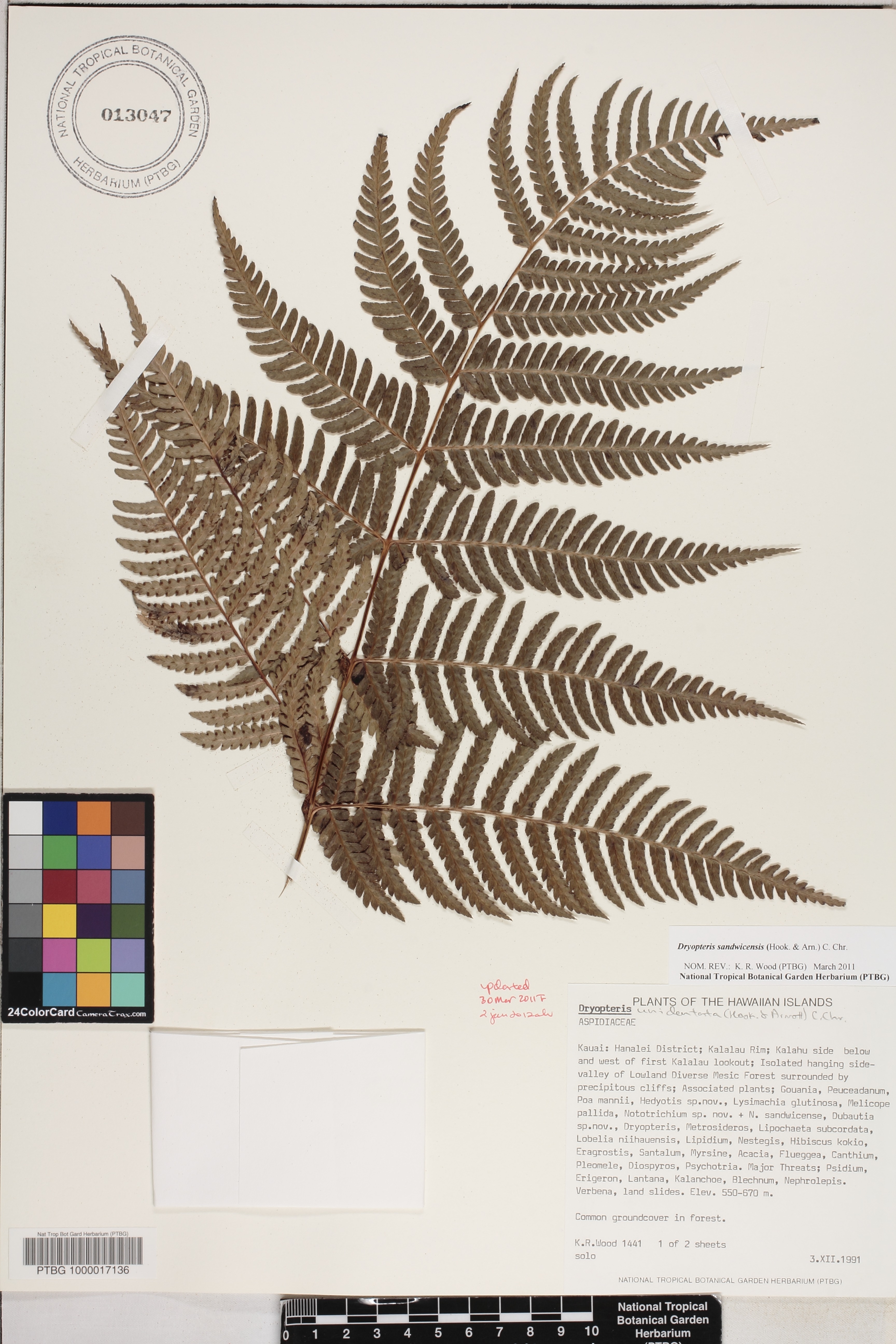 Dryopteris sandwicensis image