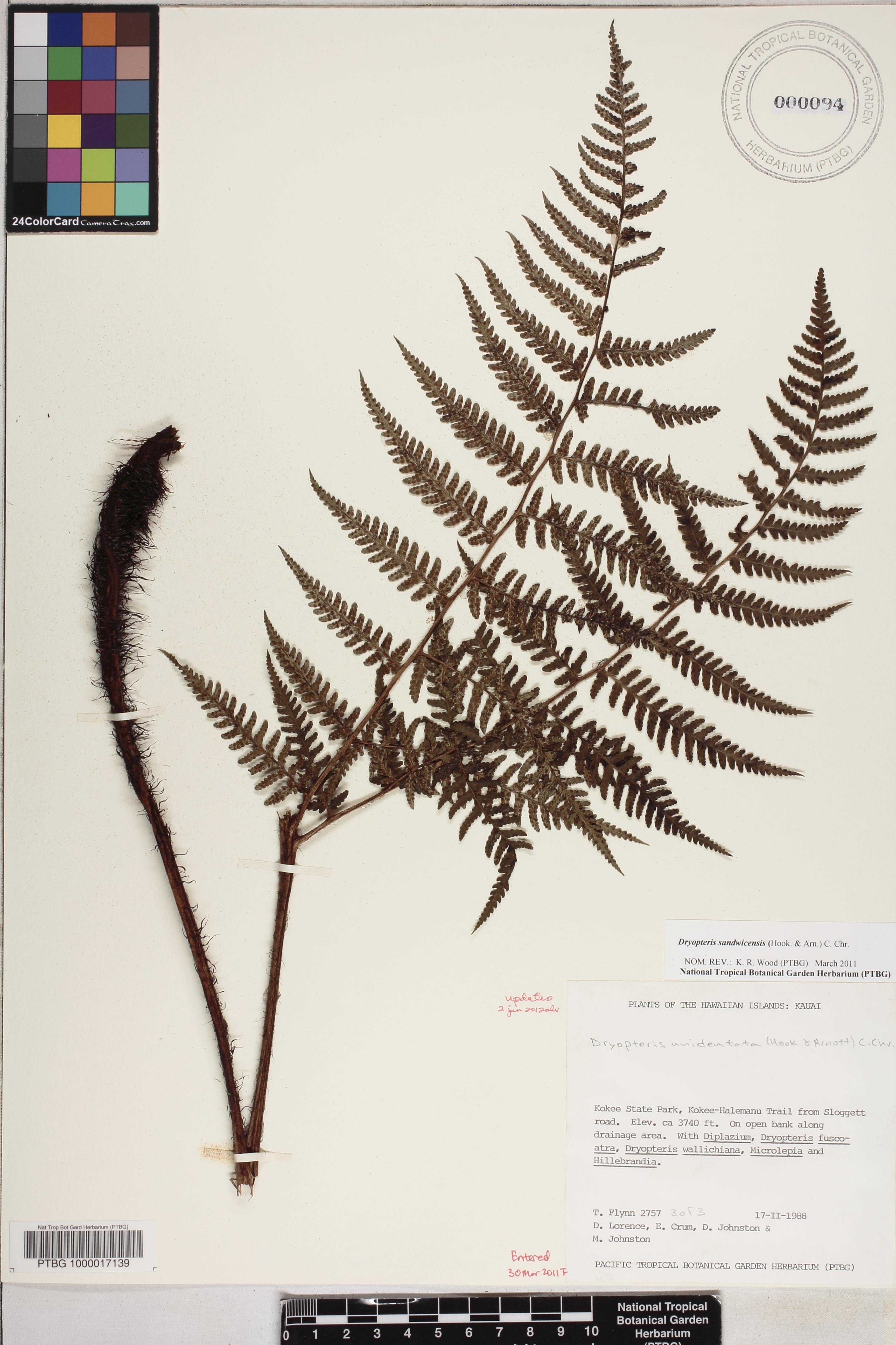 Dryopteris sandwicensis image