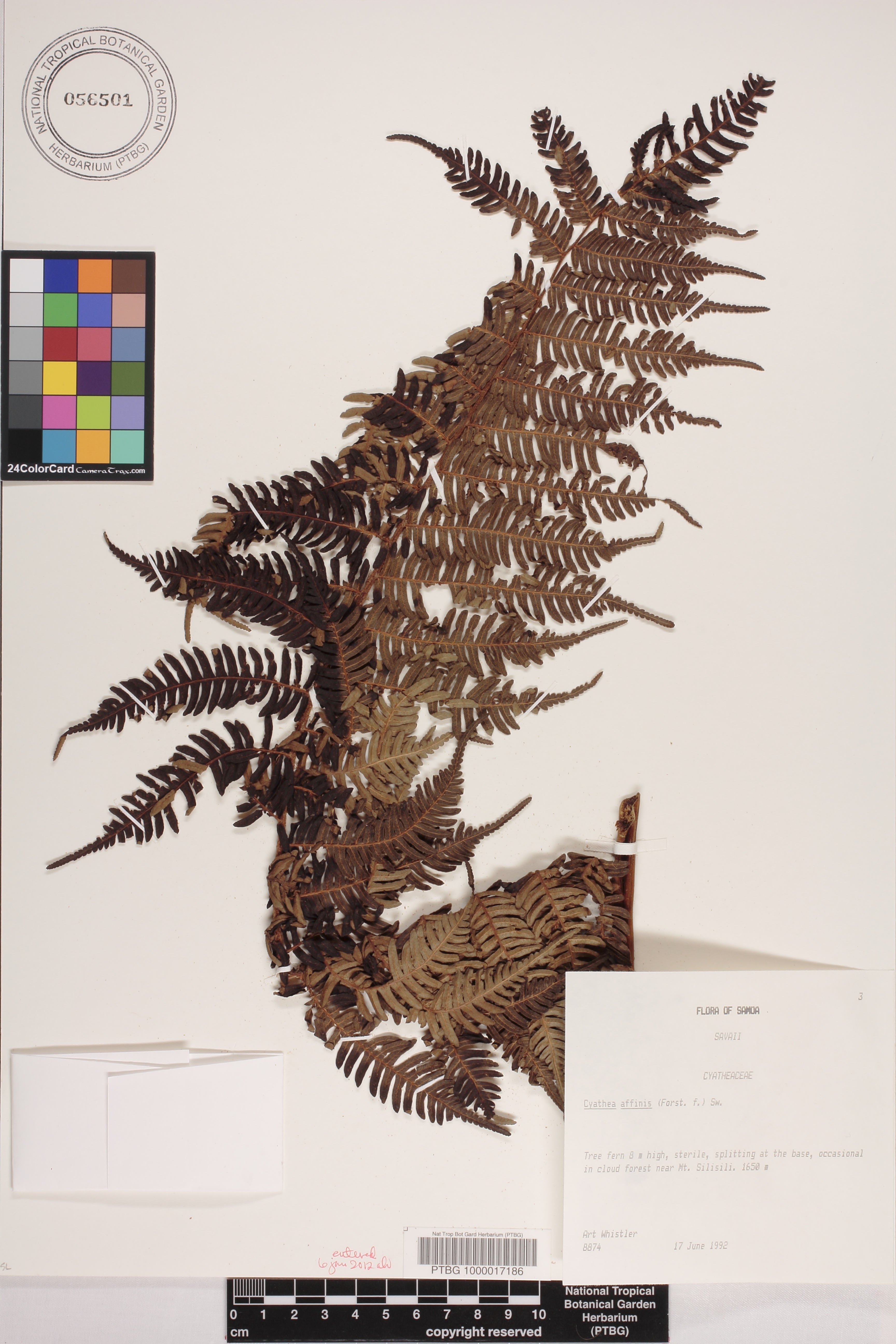Cyathea affinis image