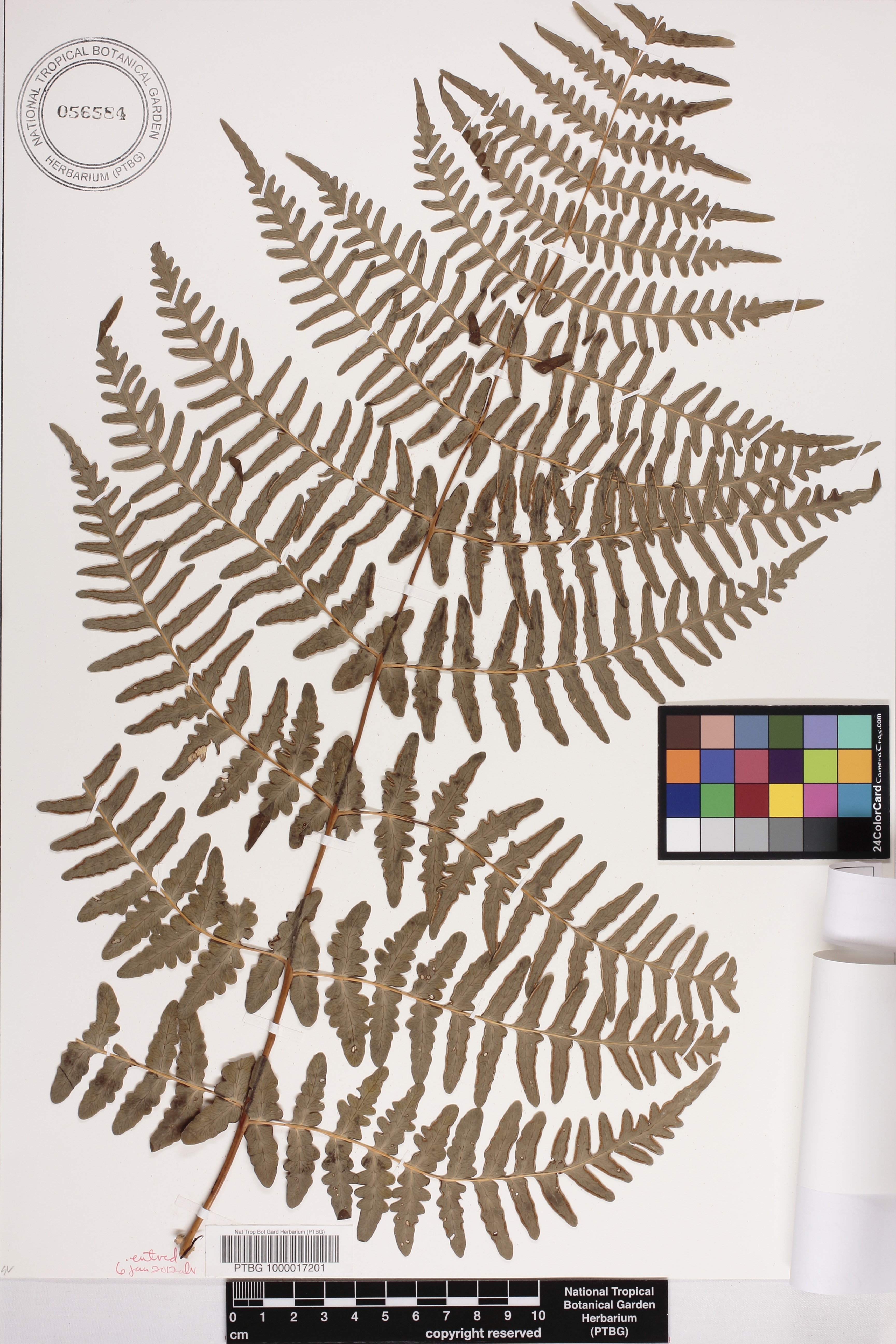 Histiopteris incisa image