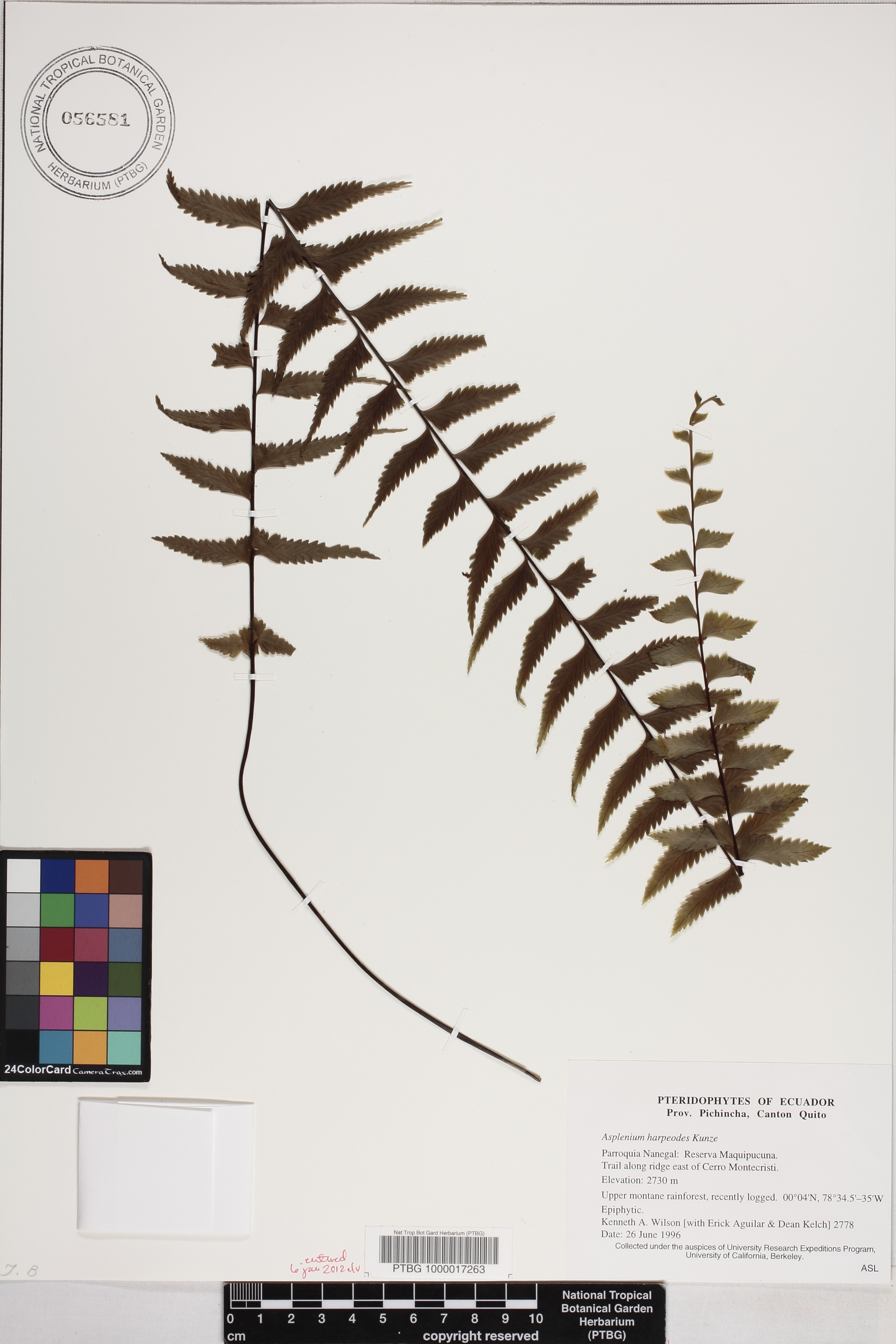Asplenium harpeodes image