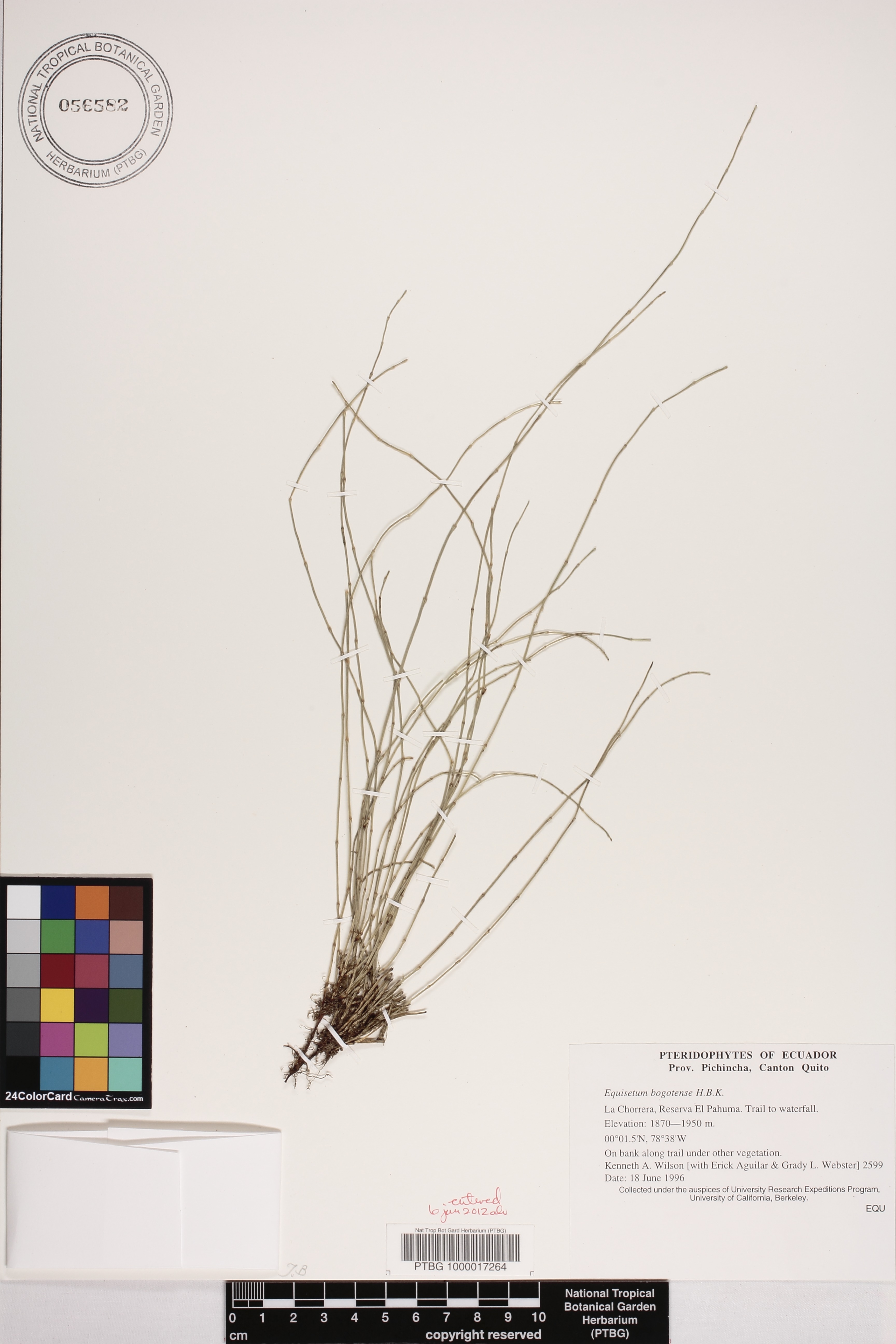Equisetum image