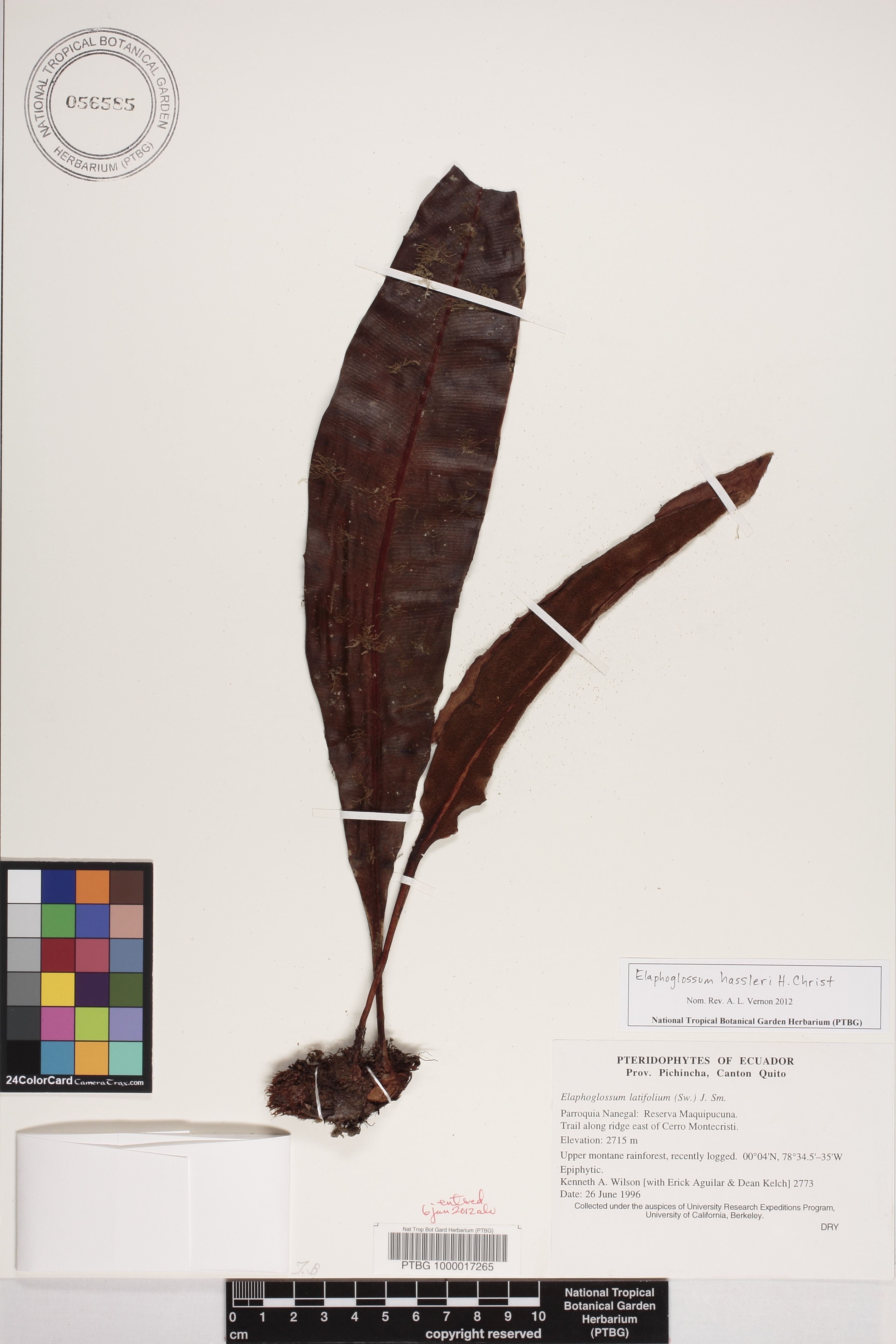 Elaphoglossum hassleri image