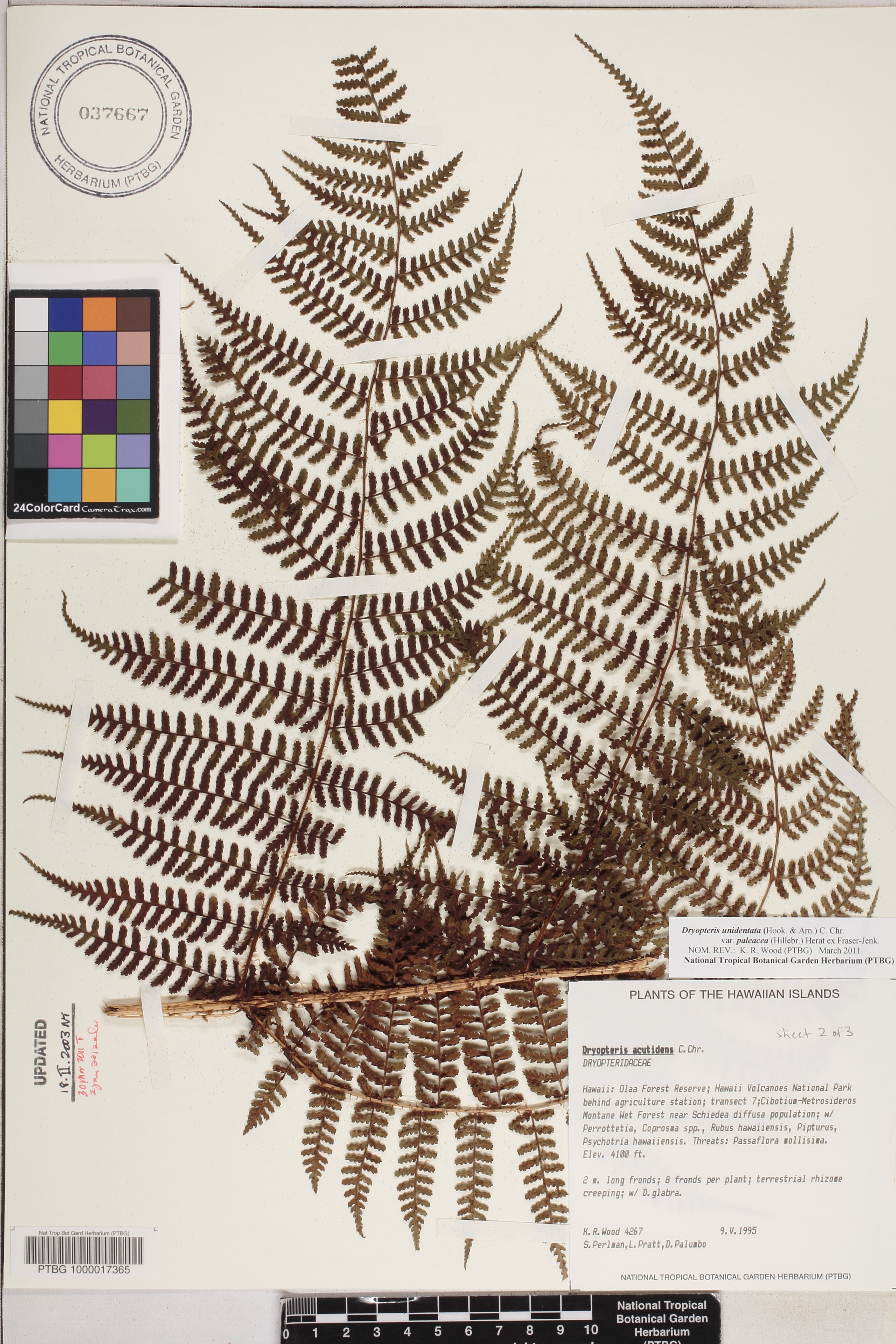 Dryopteris unidentata var. paleacea image