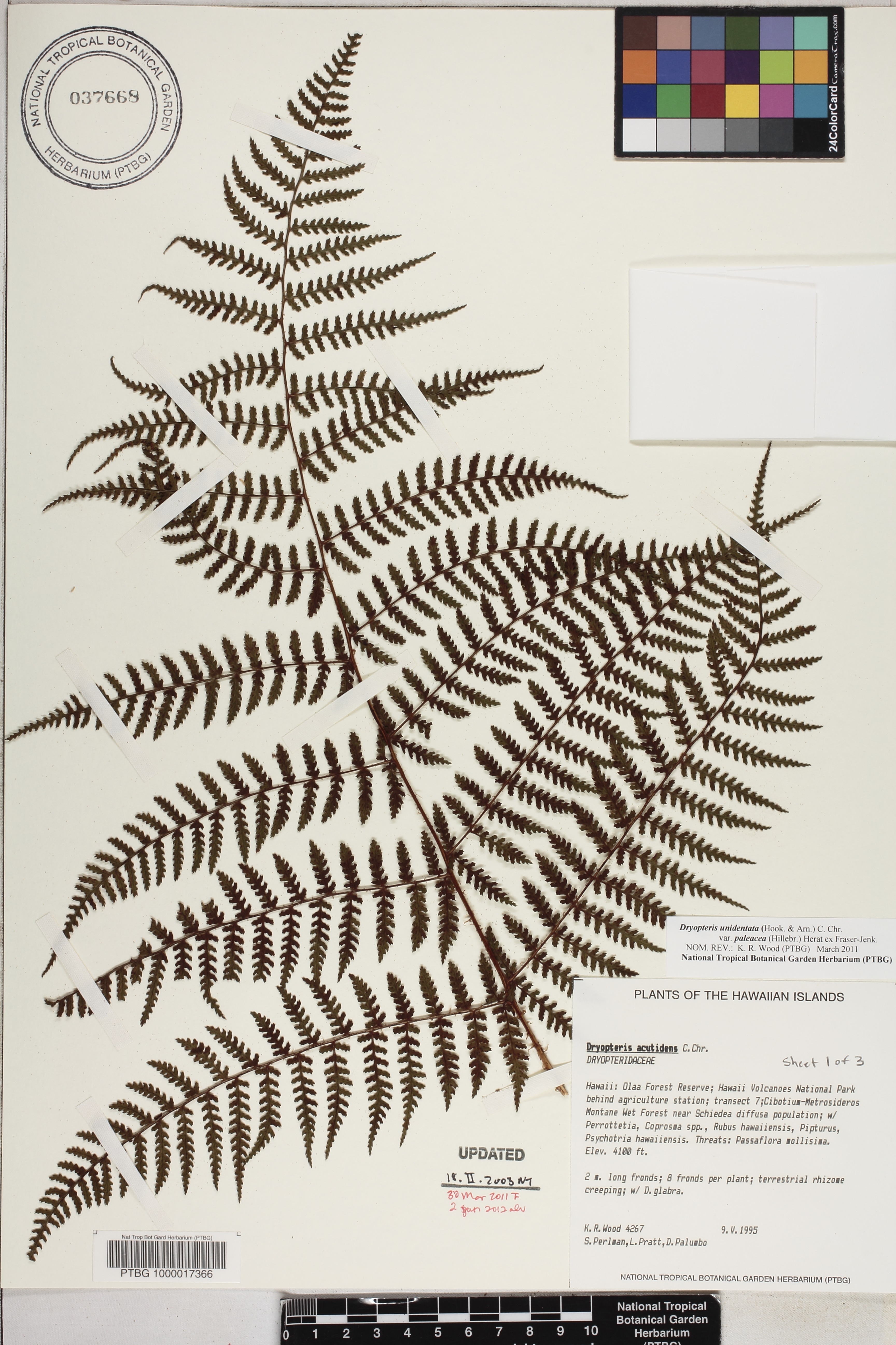 Dryopteris unidentata var. paleacea image
