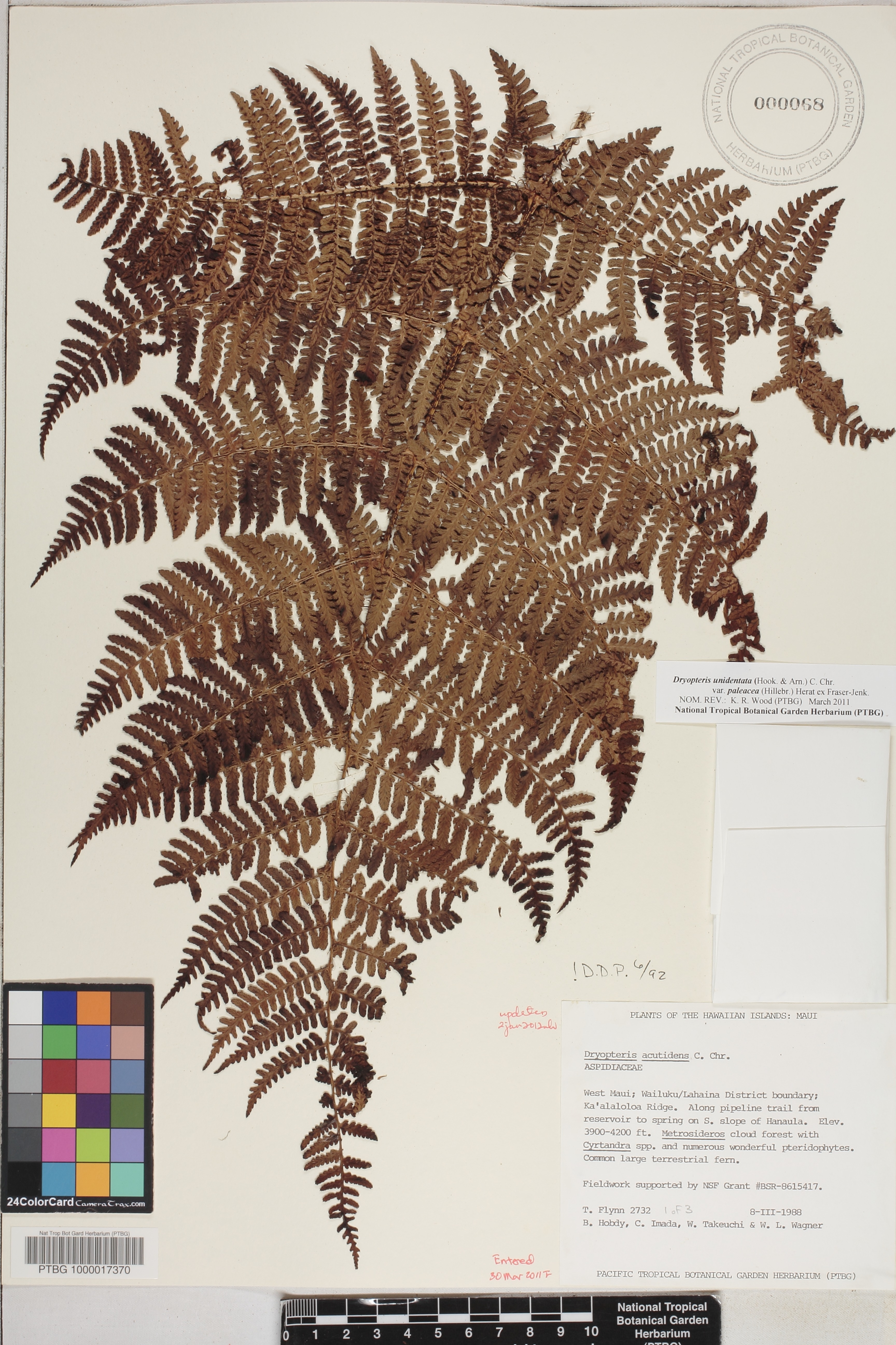 Dryopteris unidentata var. paleacea image