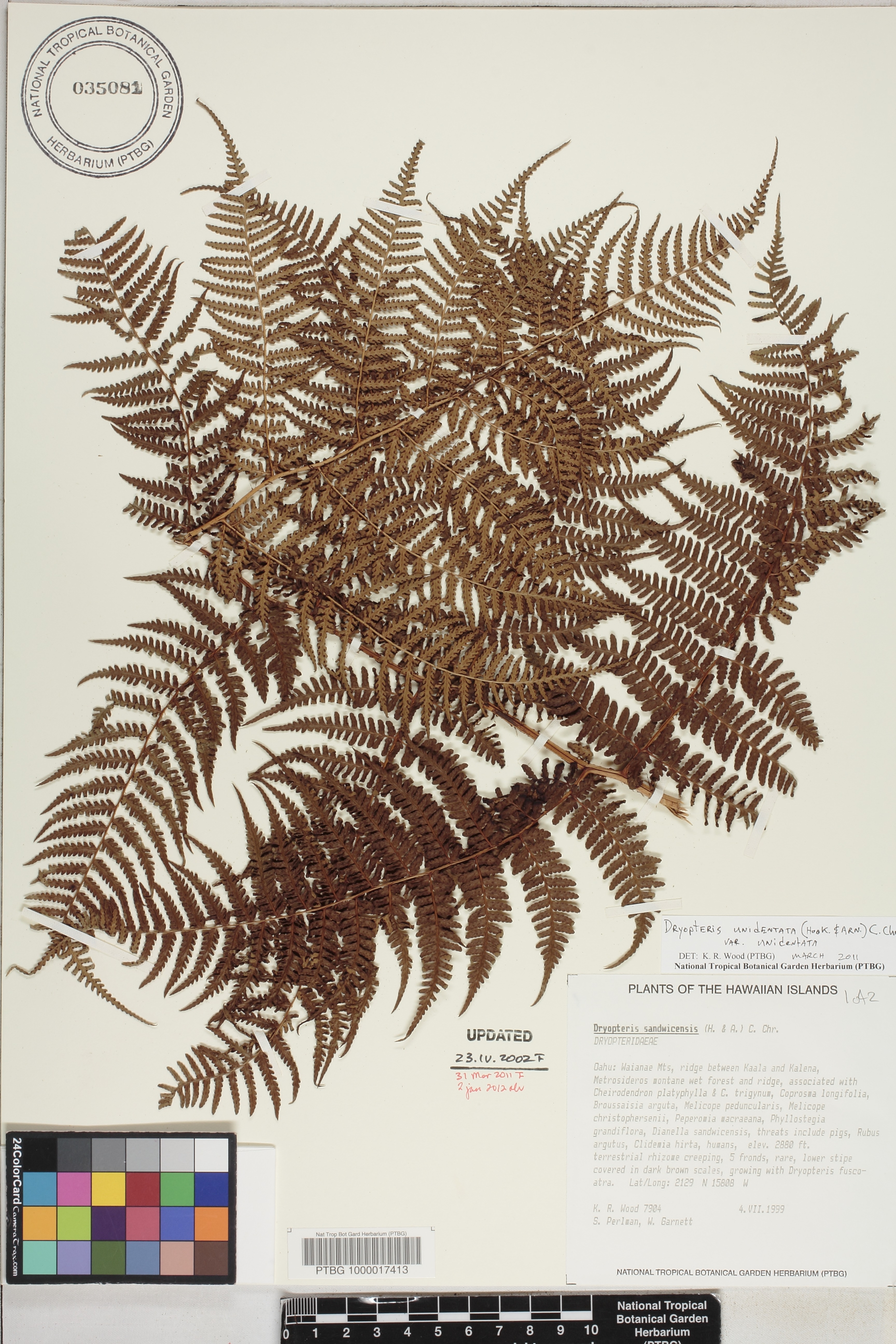 Dryopteris unidentata var. unidentata image