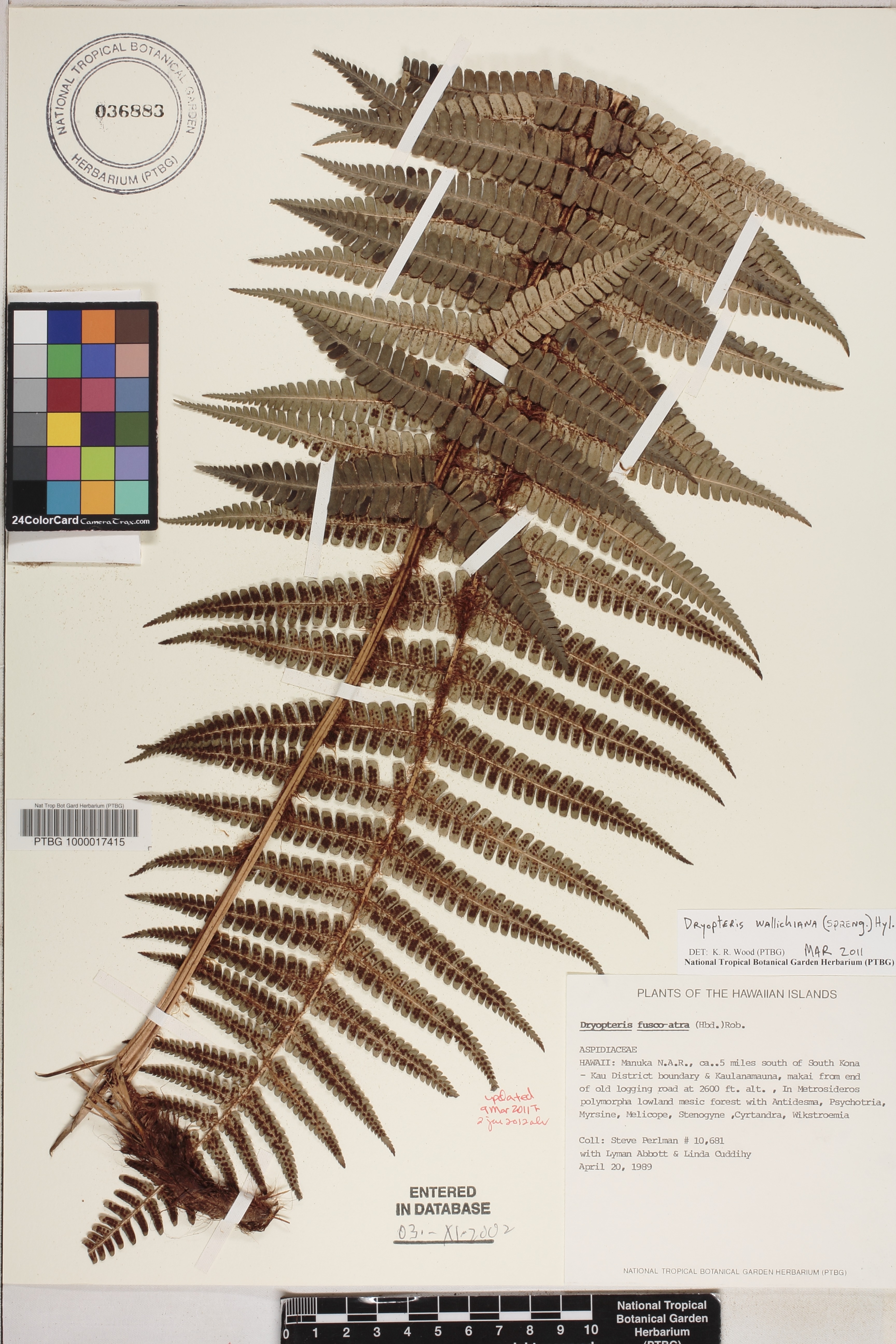Dryopteris wallichiana image