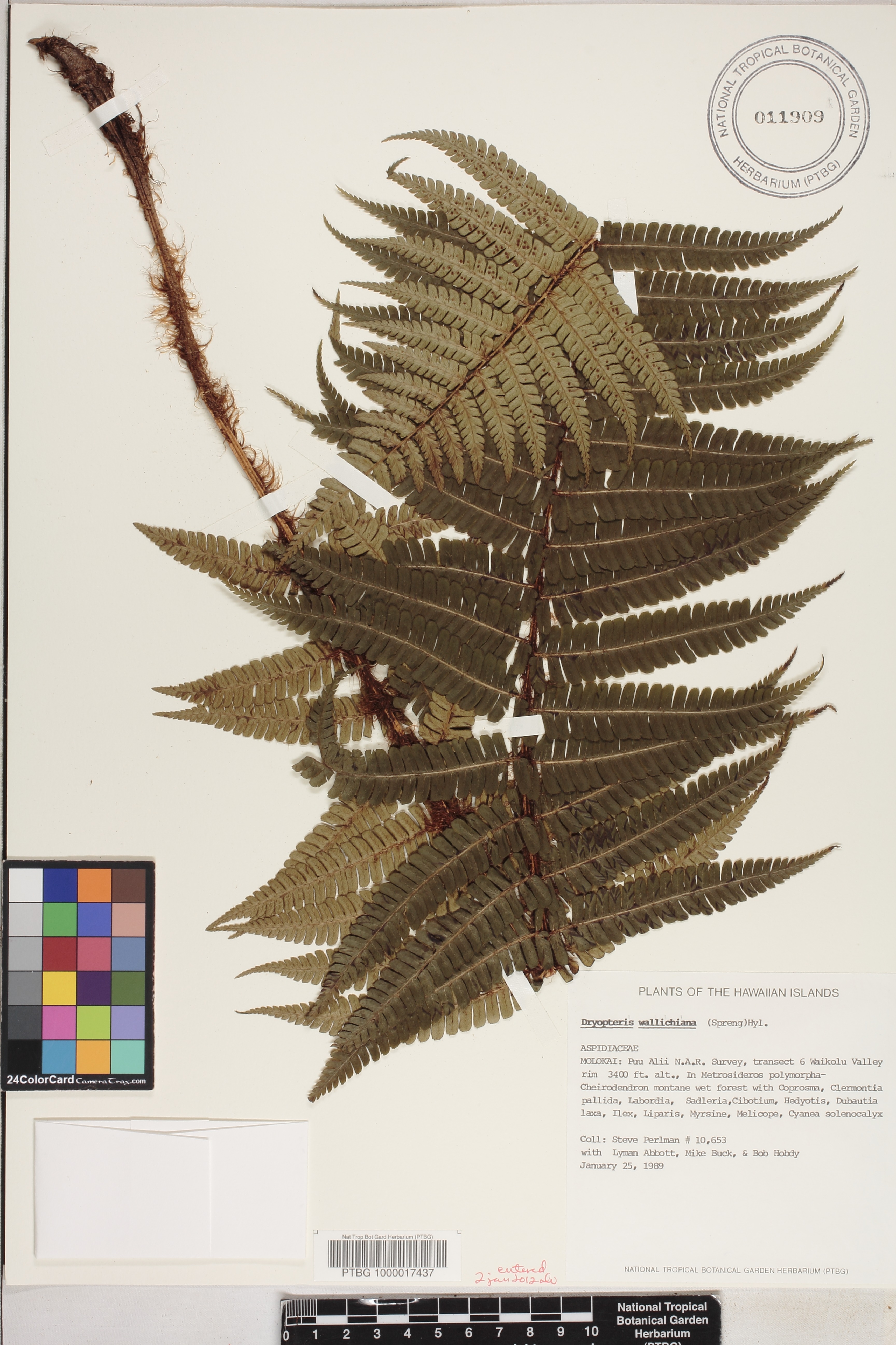 Dryopteris wallichiana image