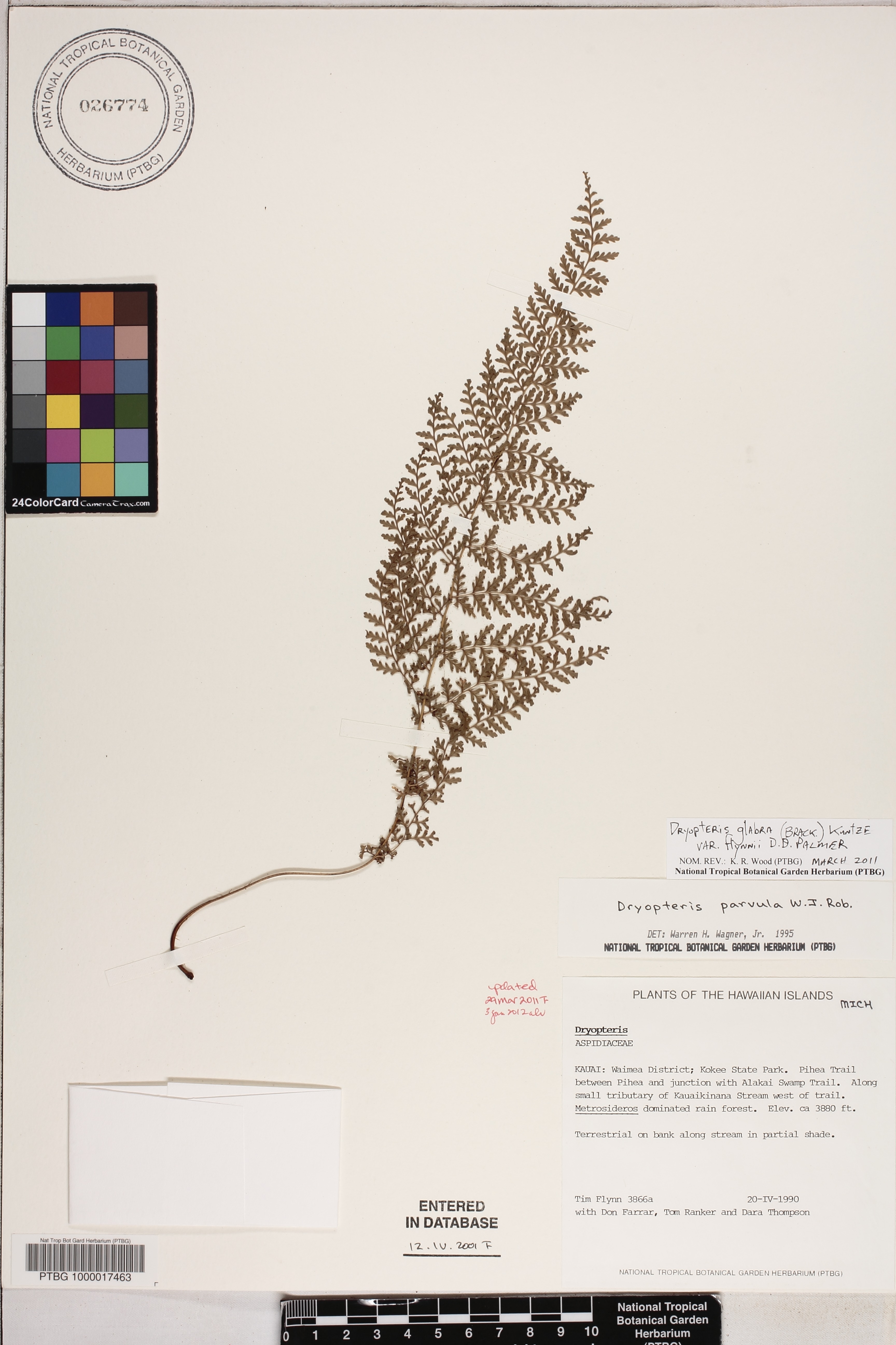 Dryopteris glabra var. flynnii image