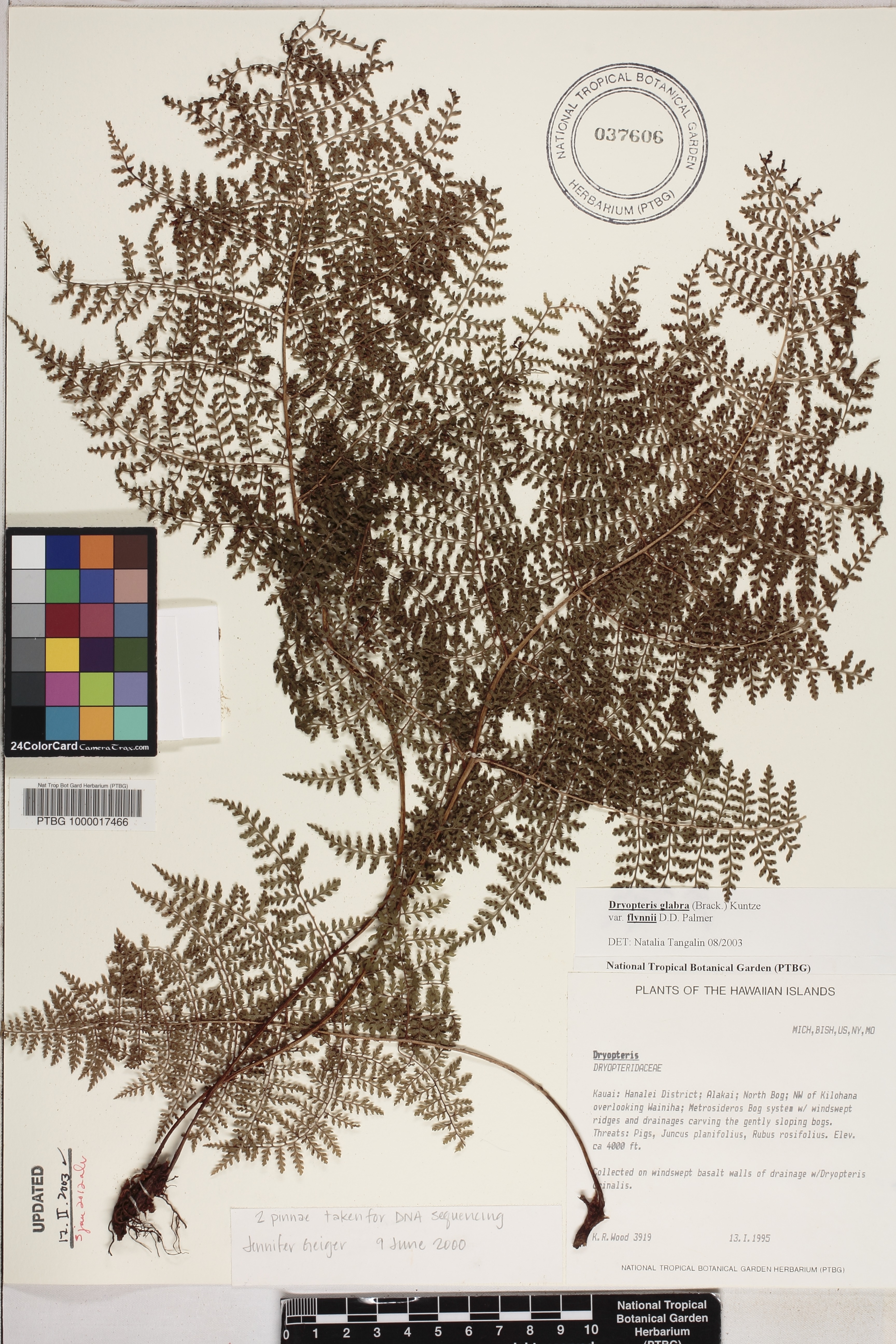 Dryopteris glabra var. flynnii image