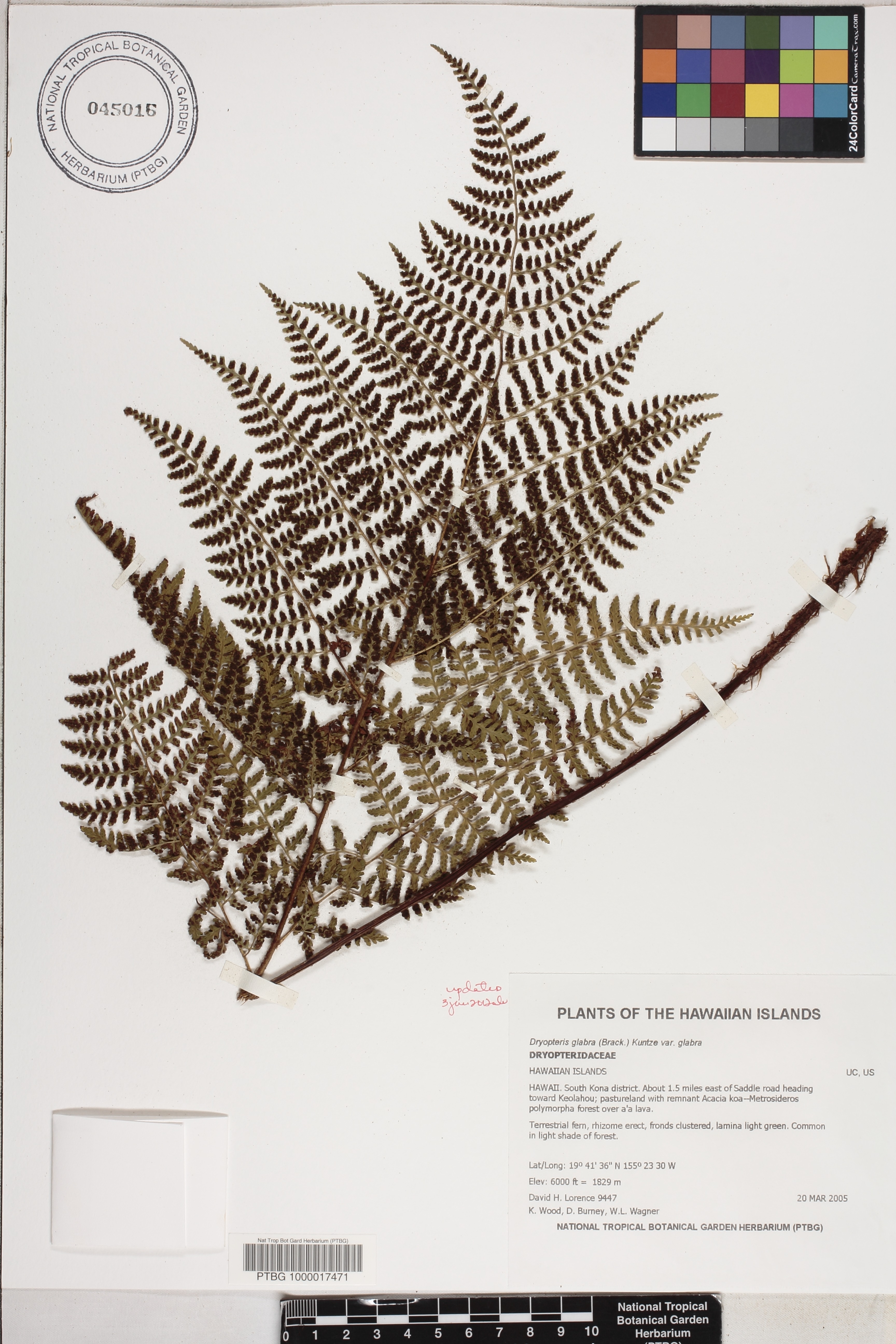 Dryopteris glabra var. glabra image