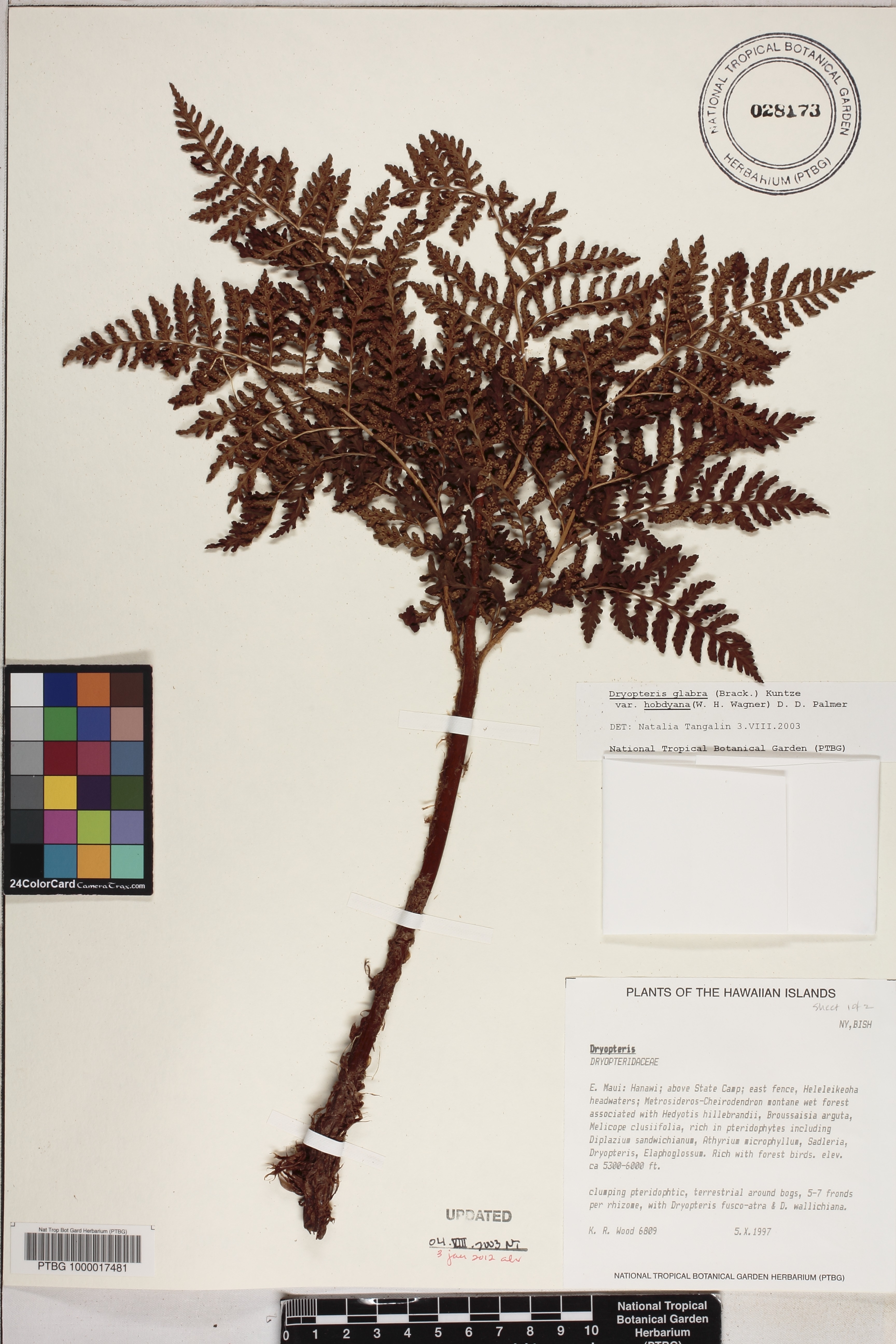 Dryopteris image