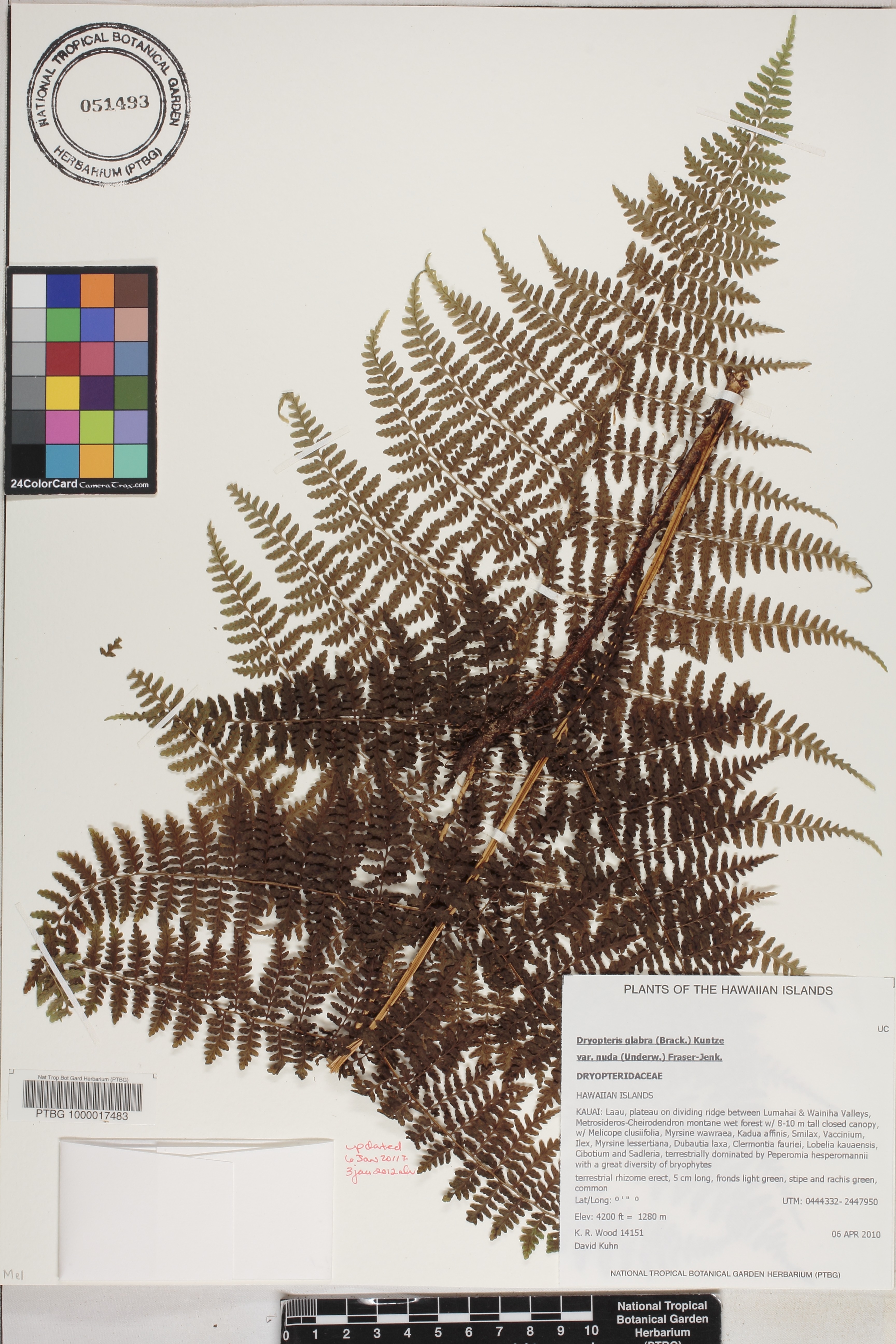 Dryopteris glabra var. nuda image