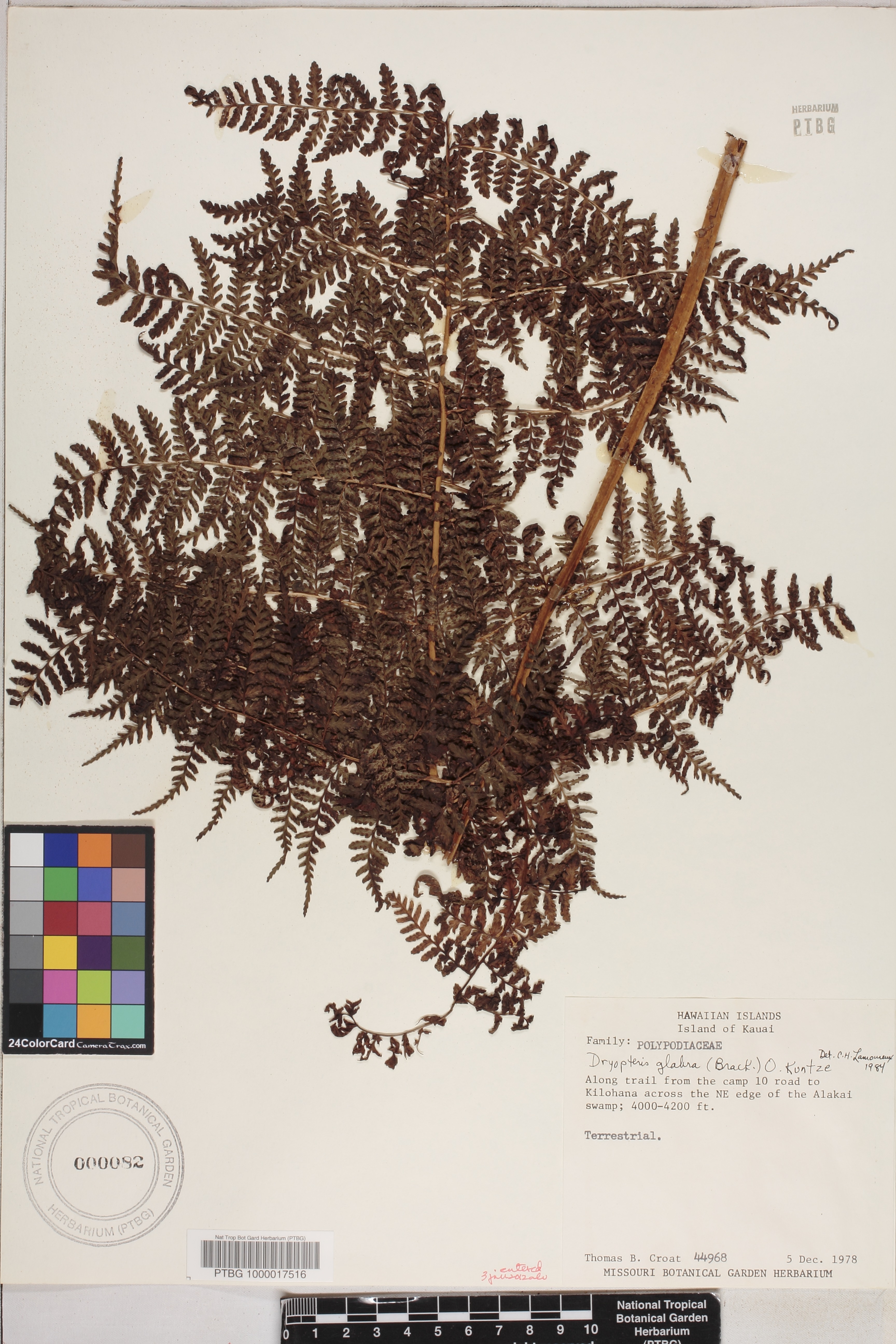 Dryopteris glabra image