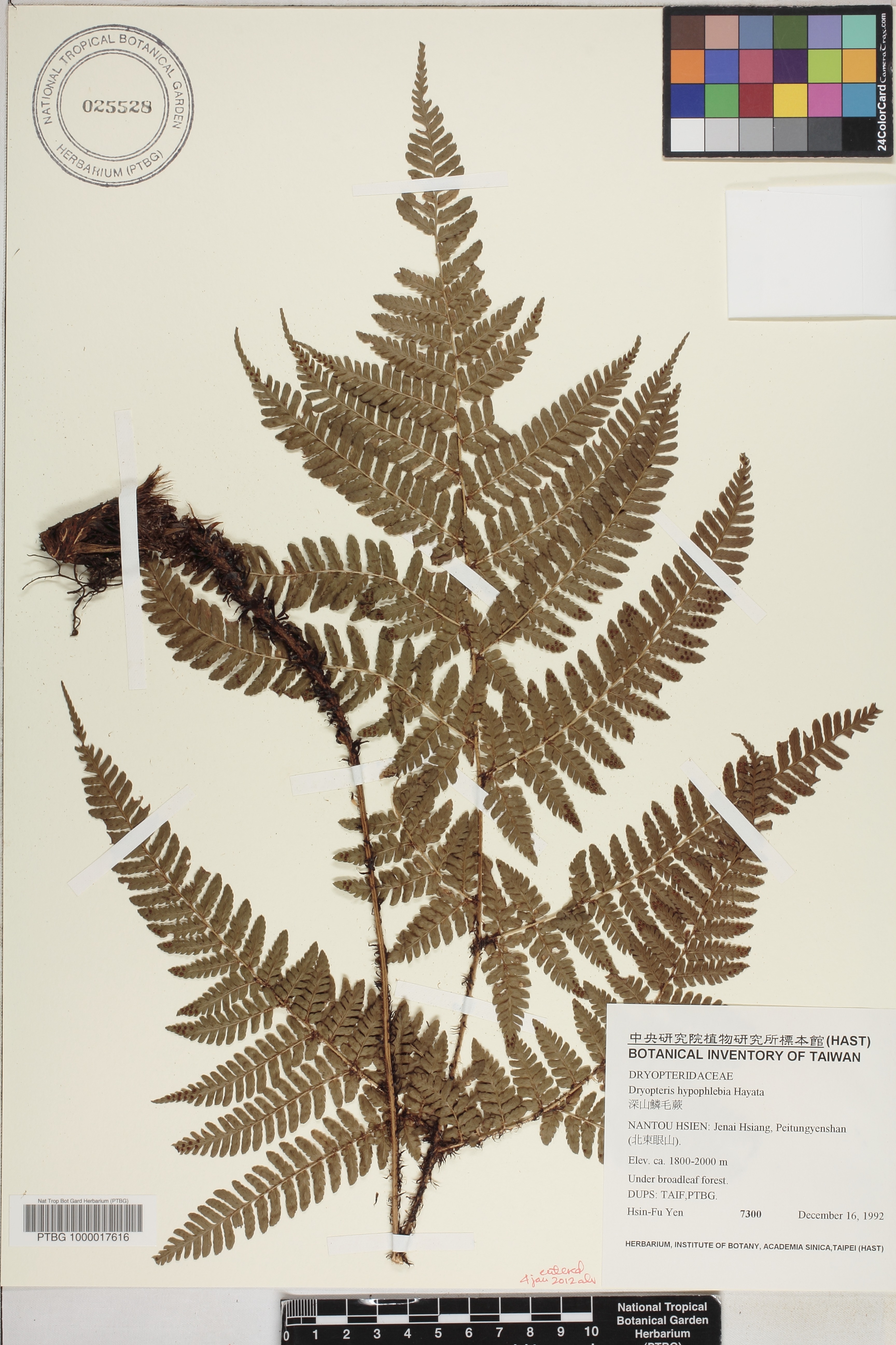 Dryopteris fructuosa image