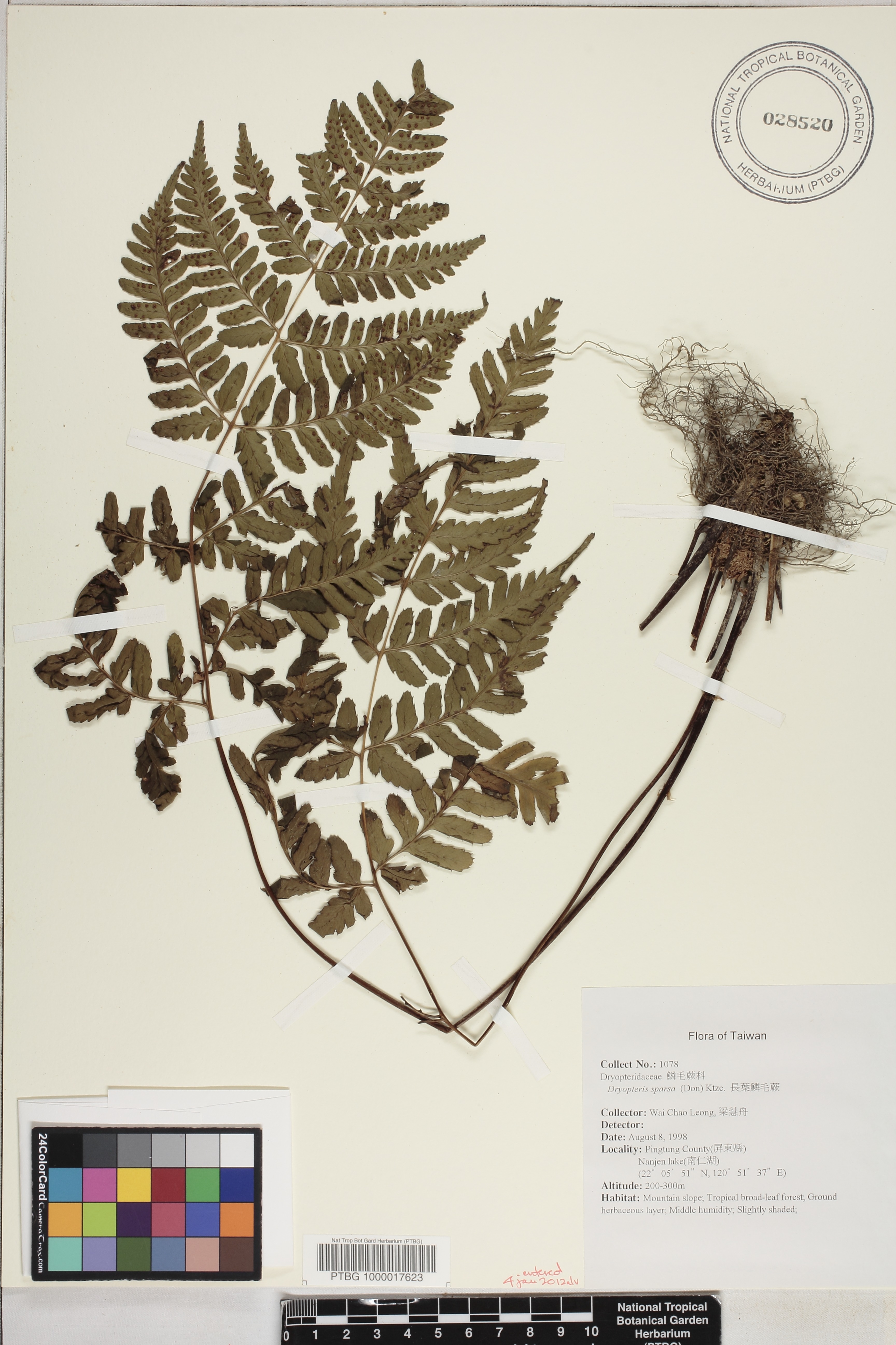 Dryopteris sparsa image