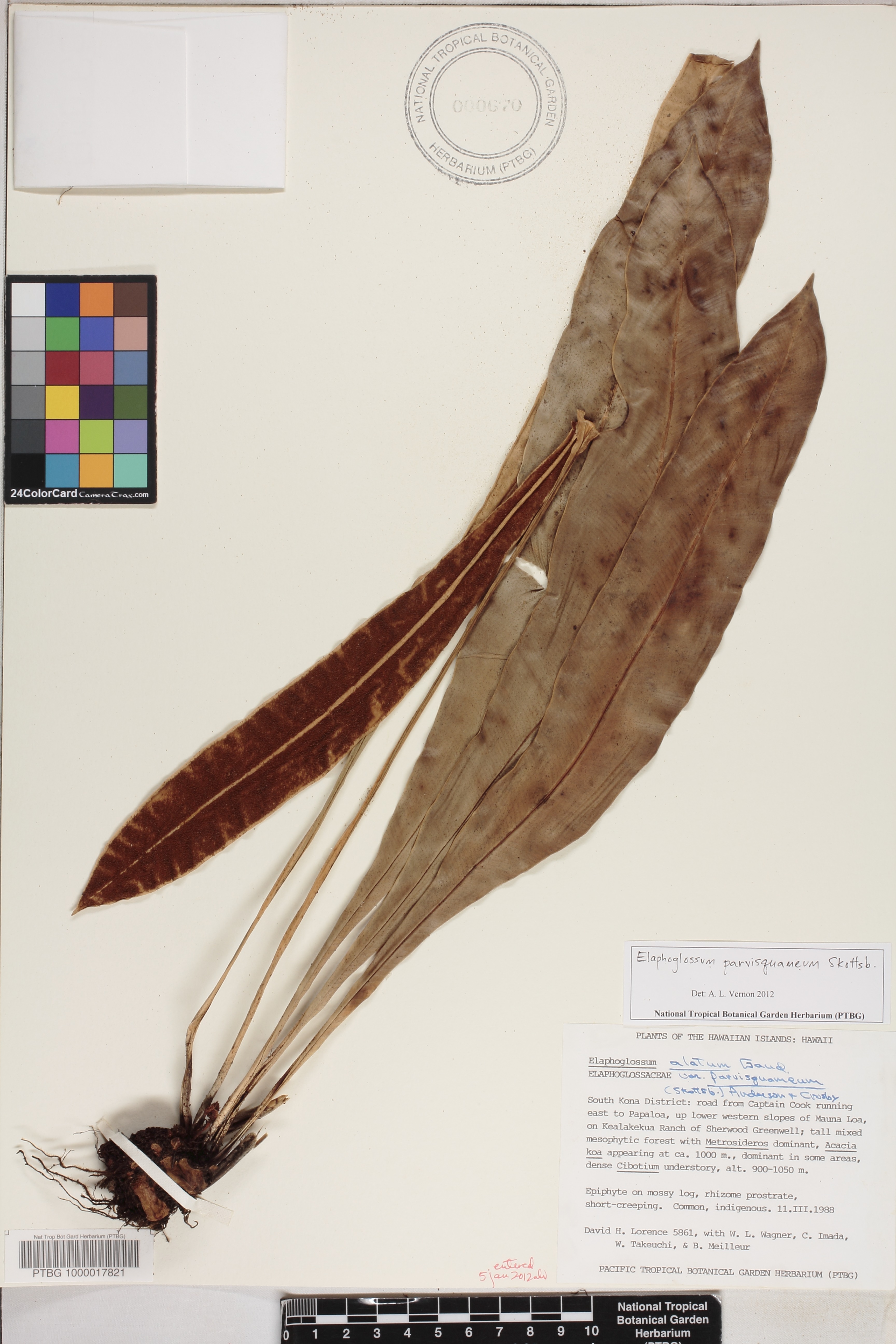 Elaphoglossum parvisquameum image