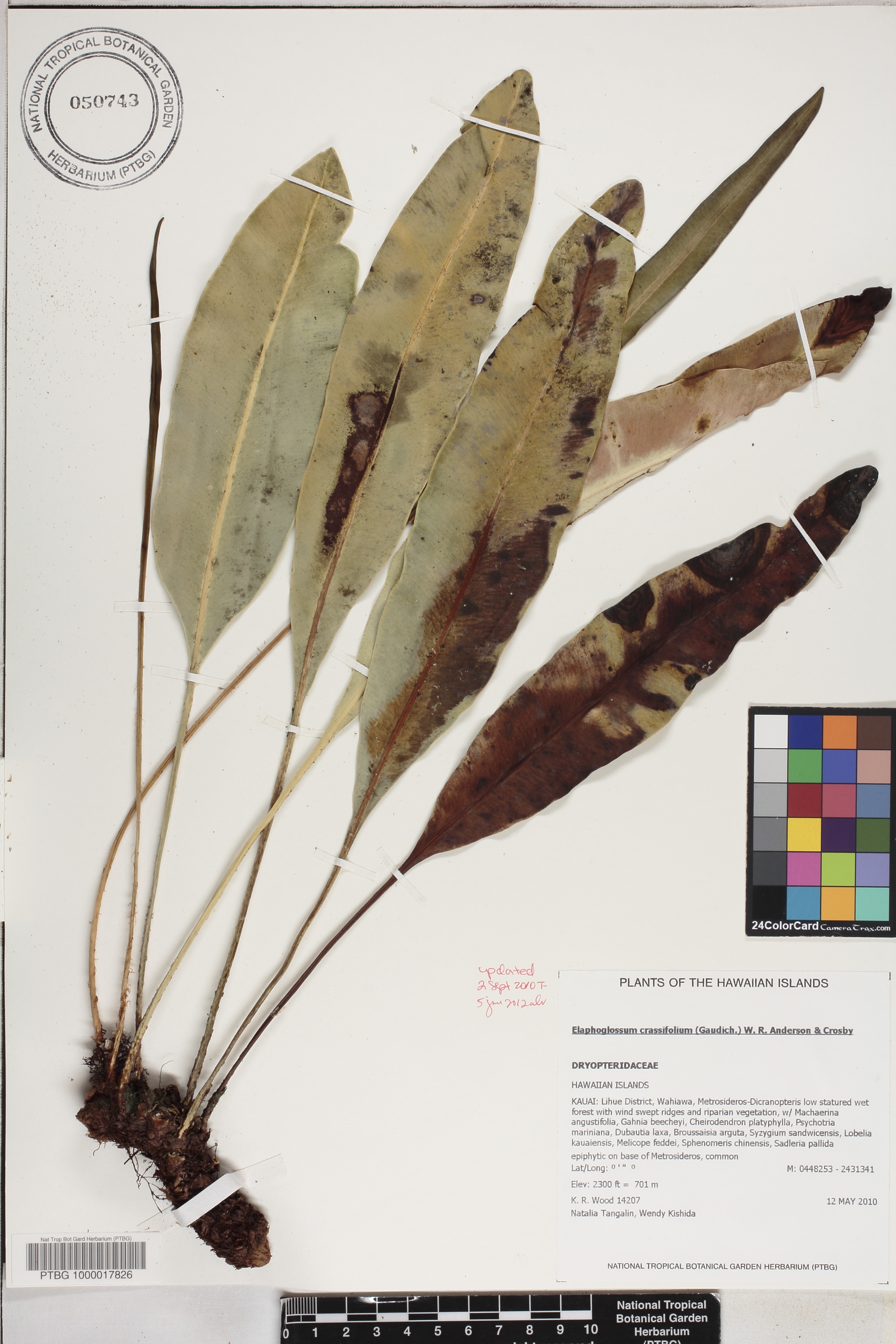 Elaphoglossum crassifolium image
