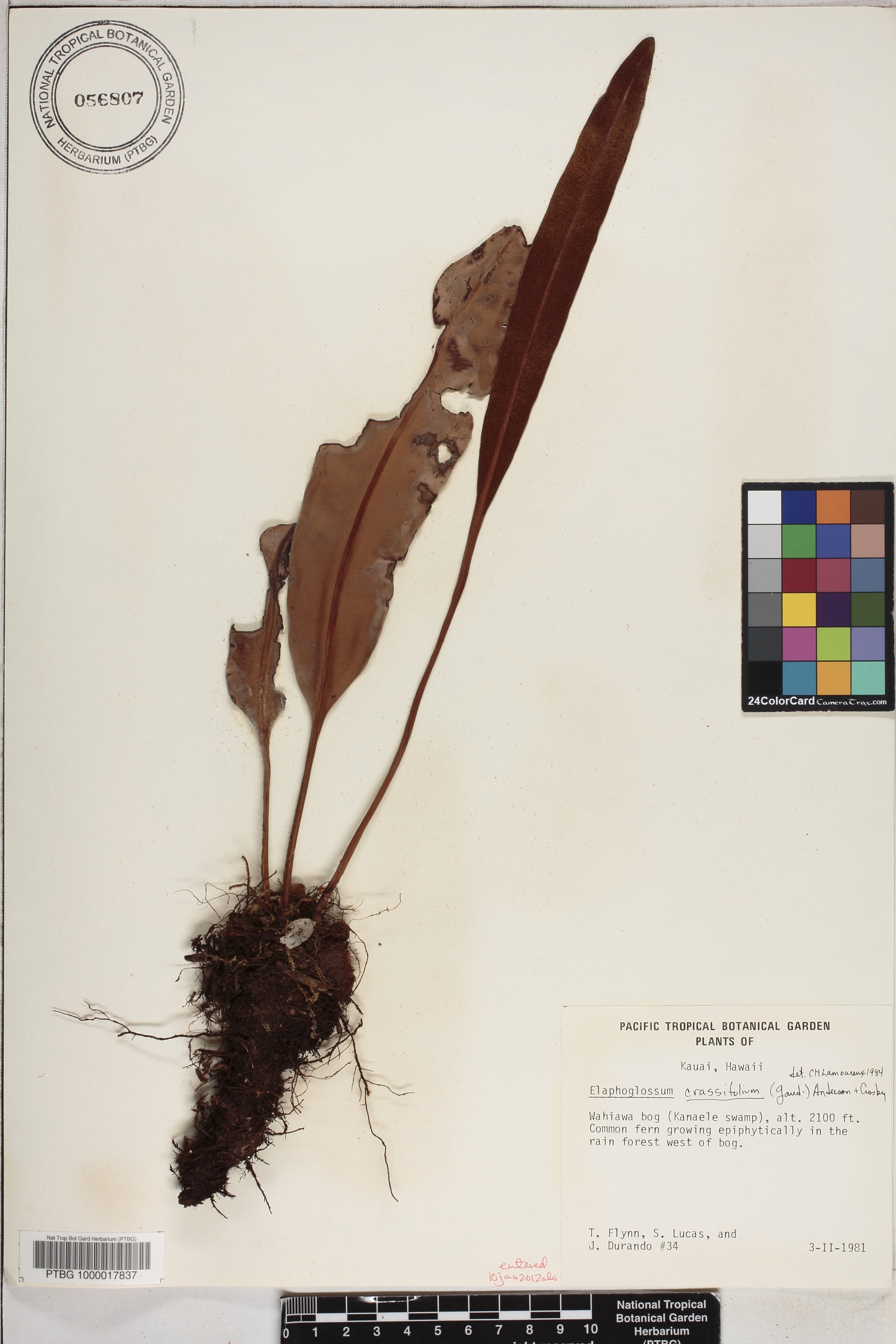 Elaphoglossum crassifolium image