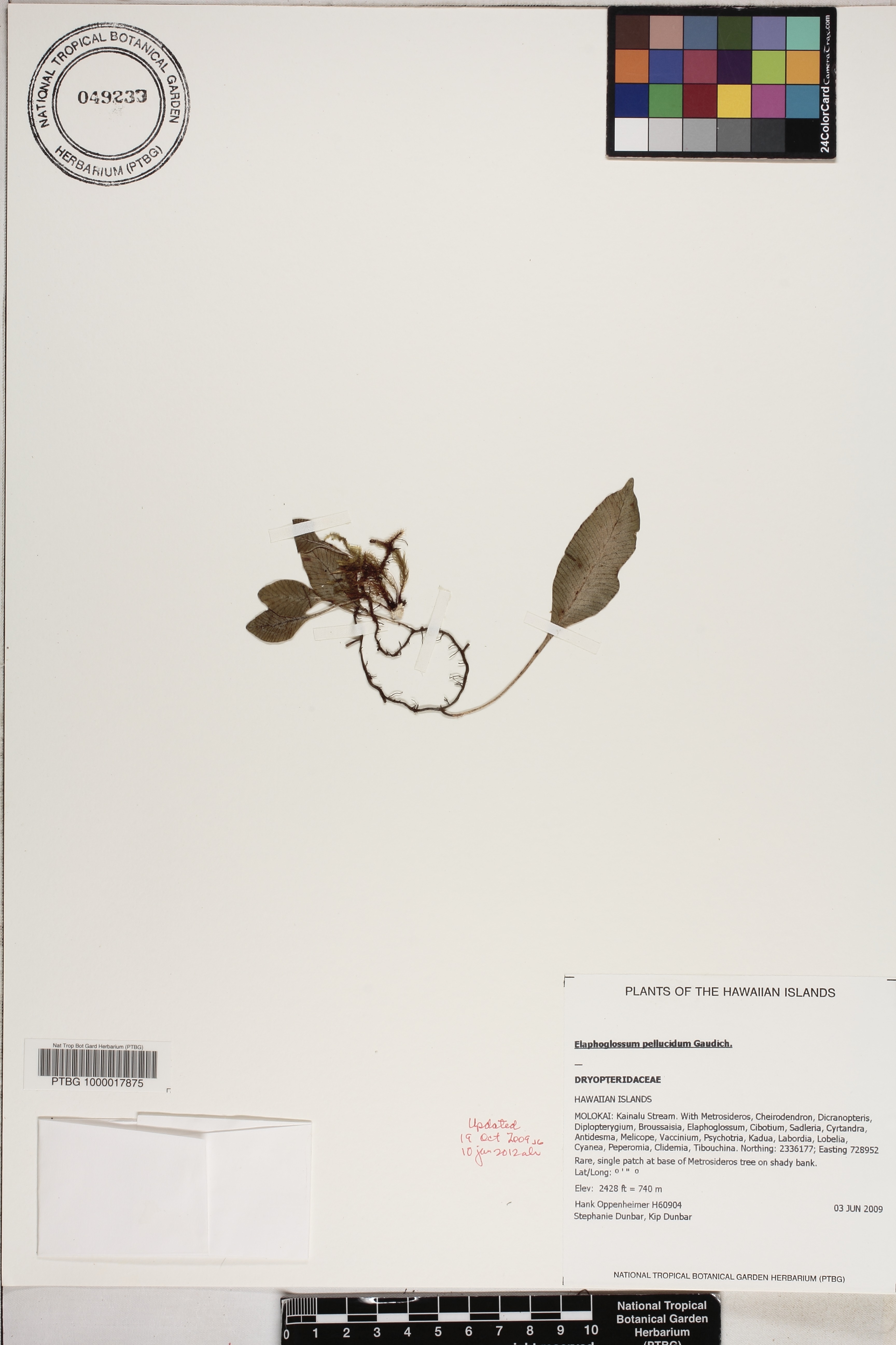 Elaphoglossum pellucidum image