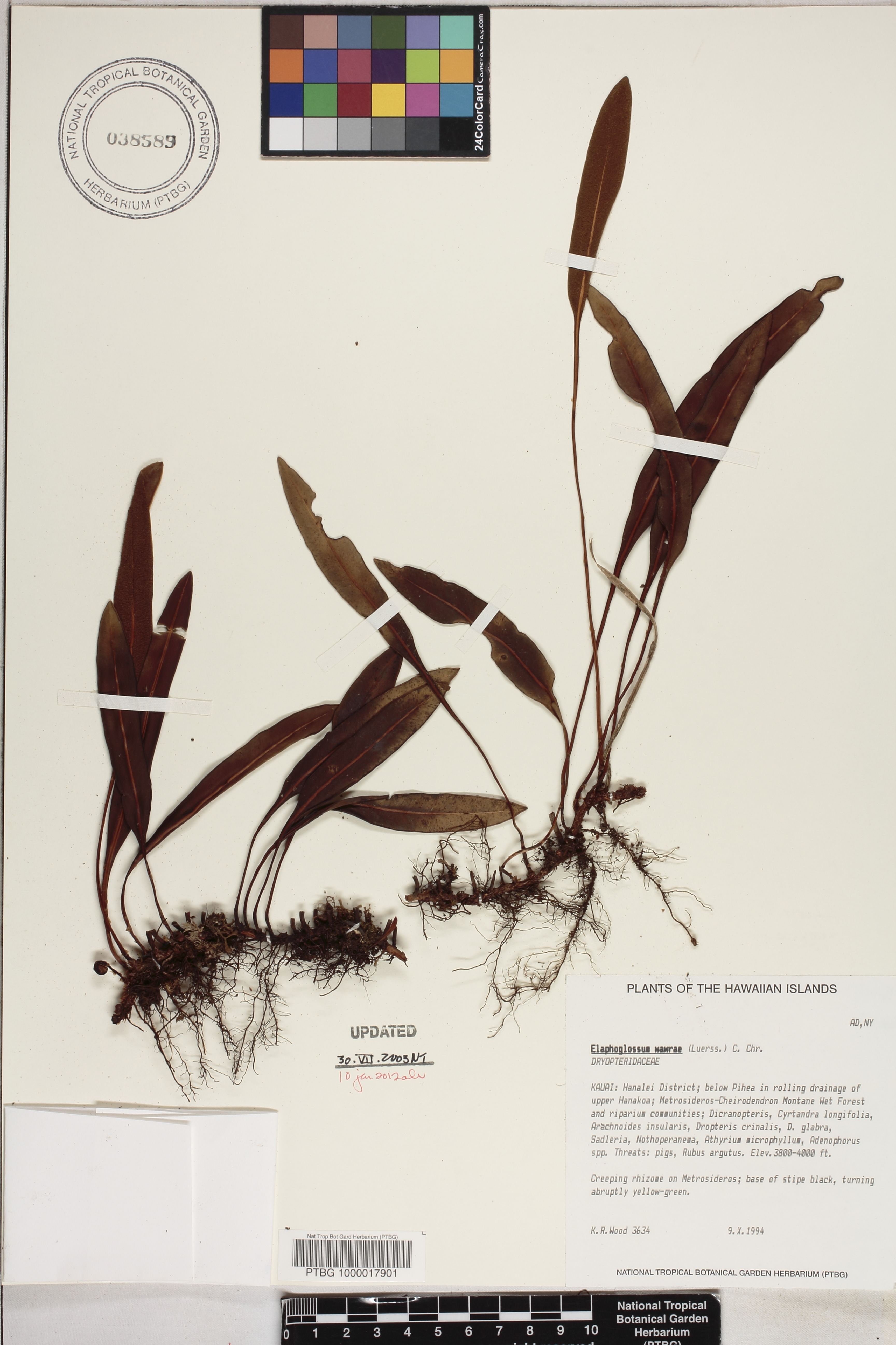 Elaphoglossum wawrae image