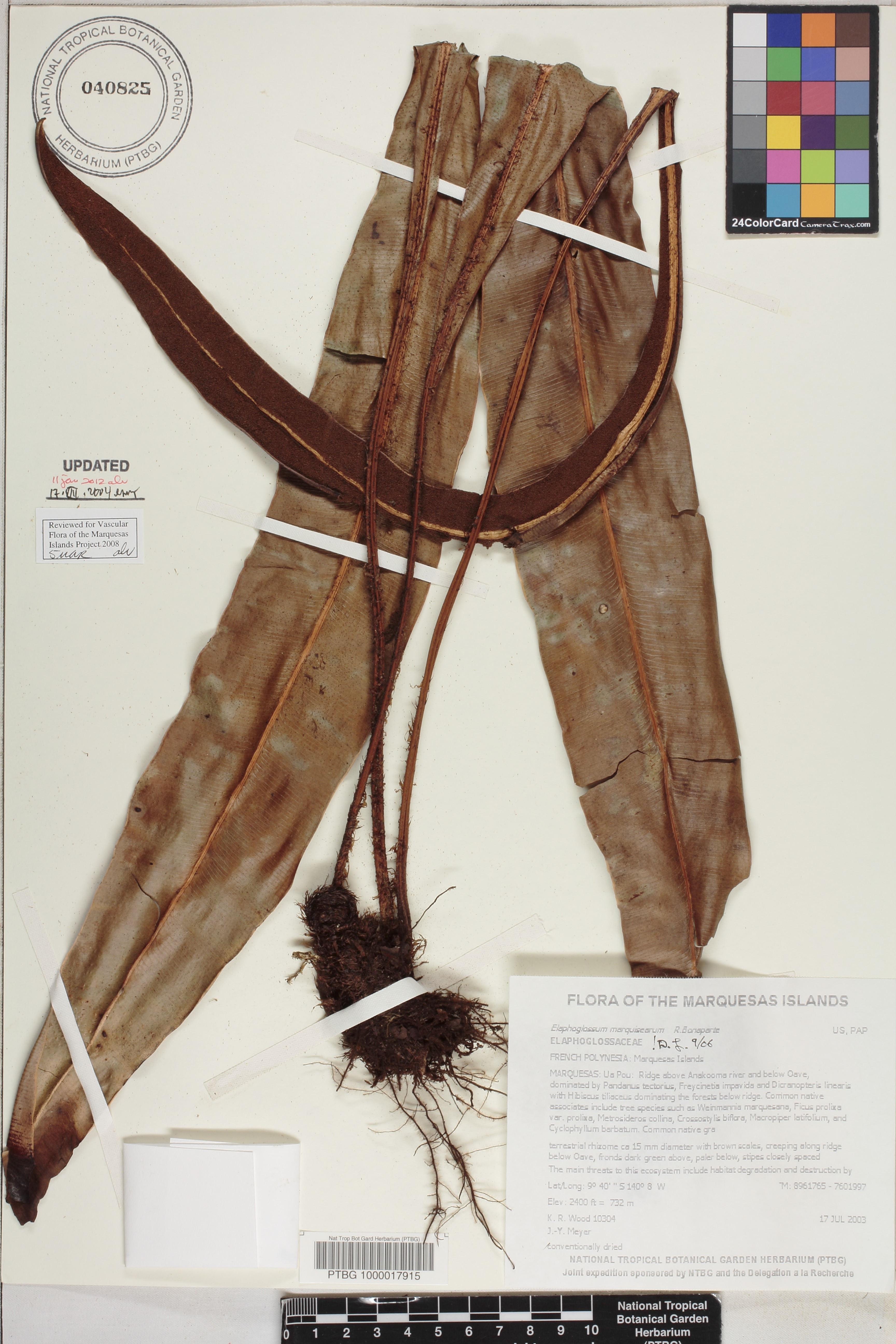 Elaphoglossum marquisearum image