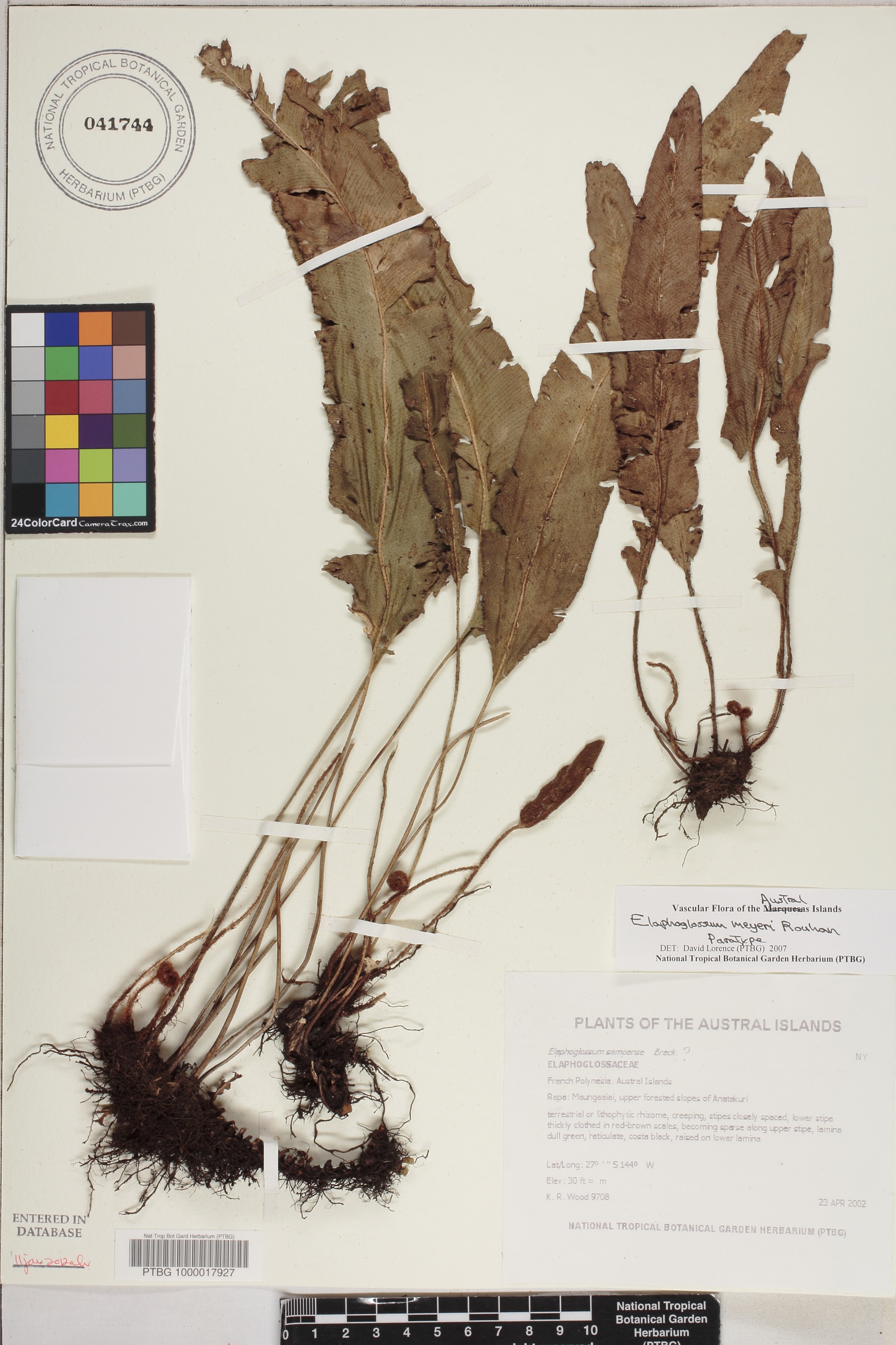 Elaphoglossum meyeri image