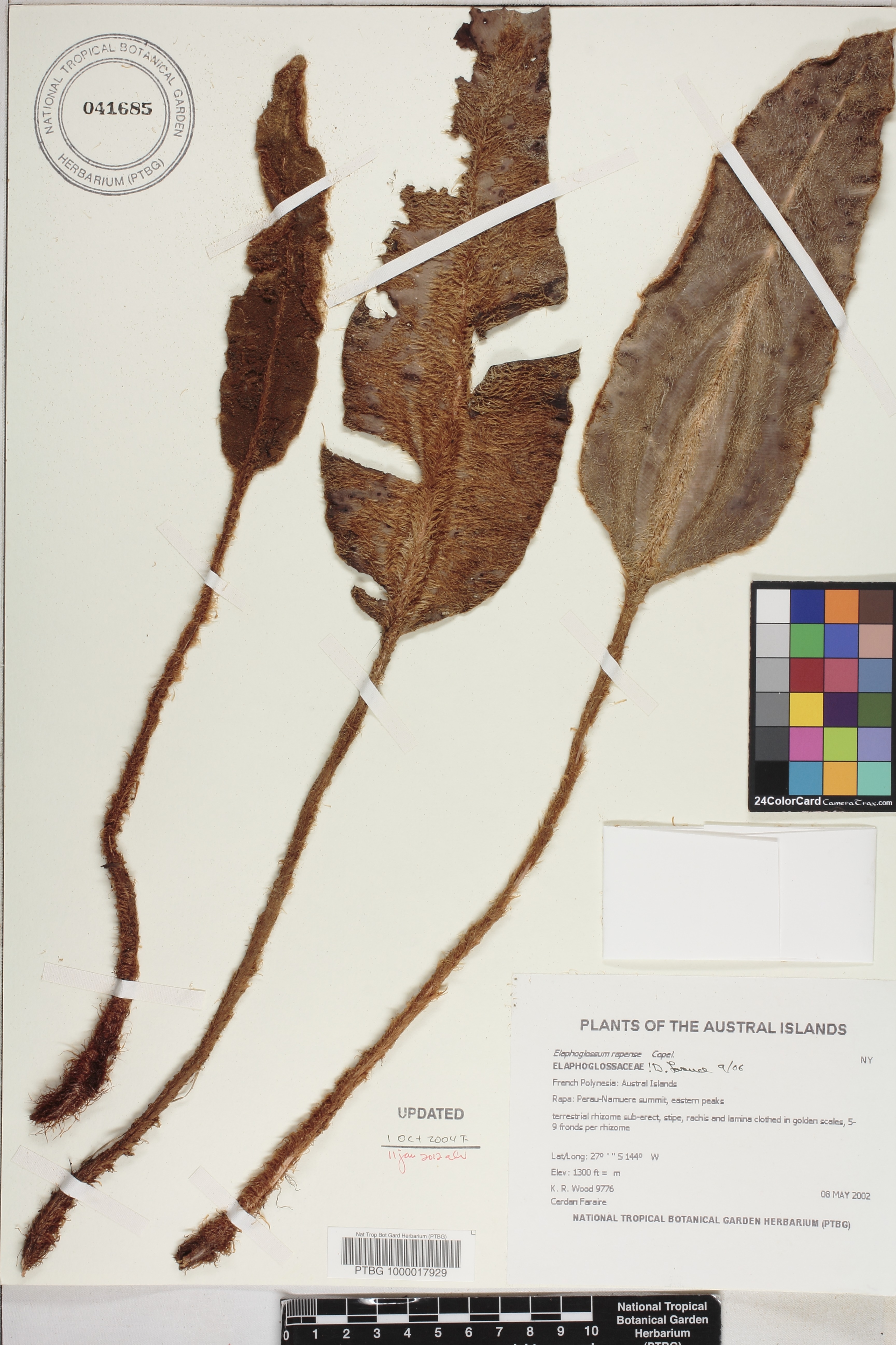 Elaphoglossum rapense image