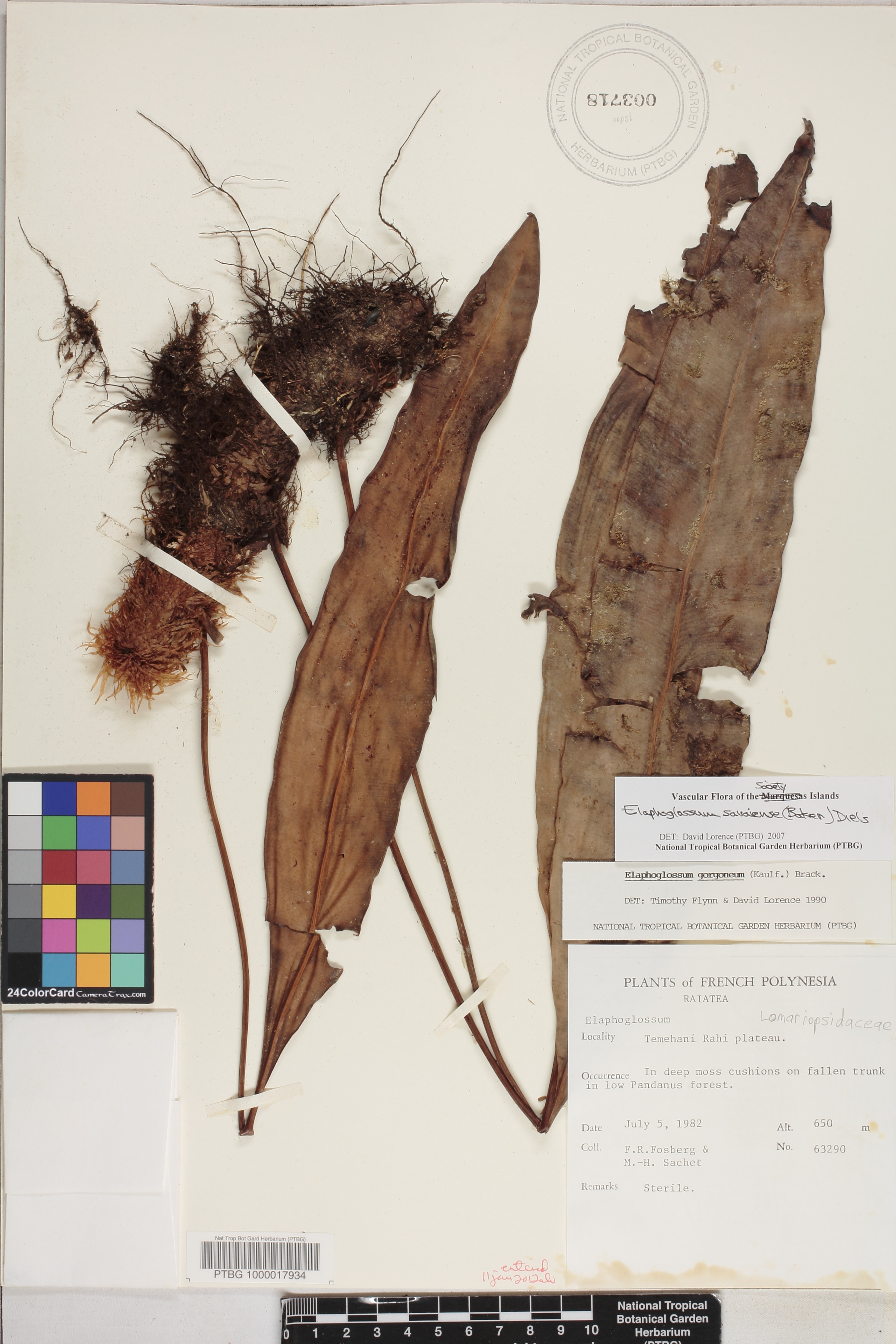 Elaphoglossum savaiense image
