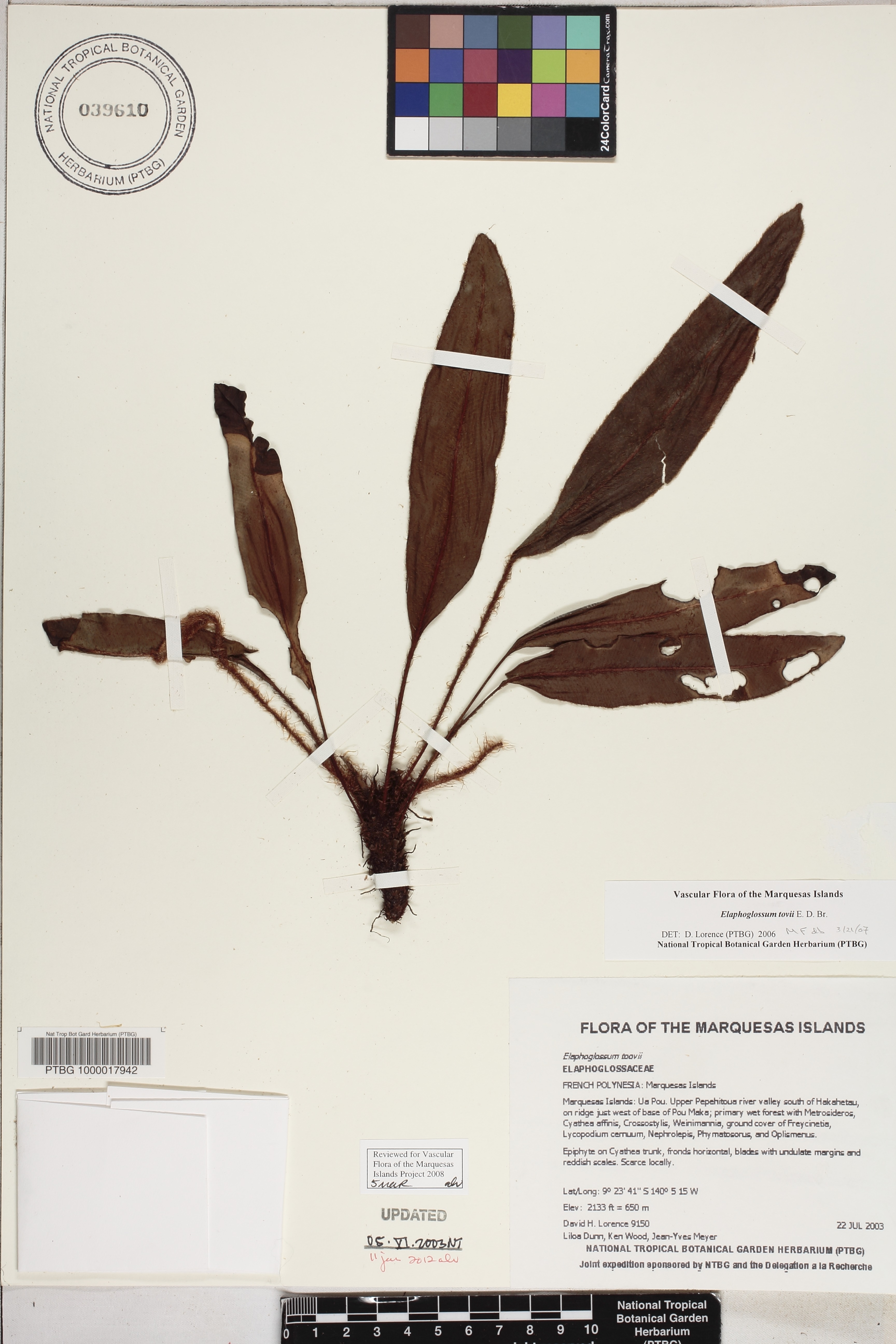 Elaphoglossum tovii image