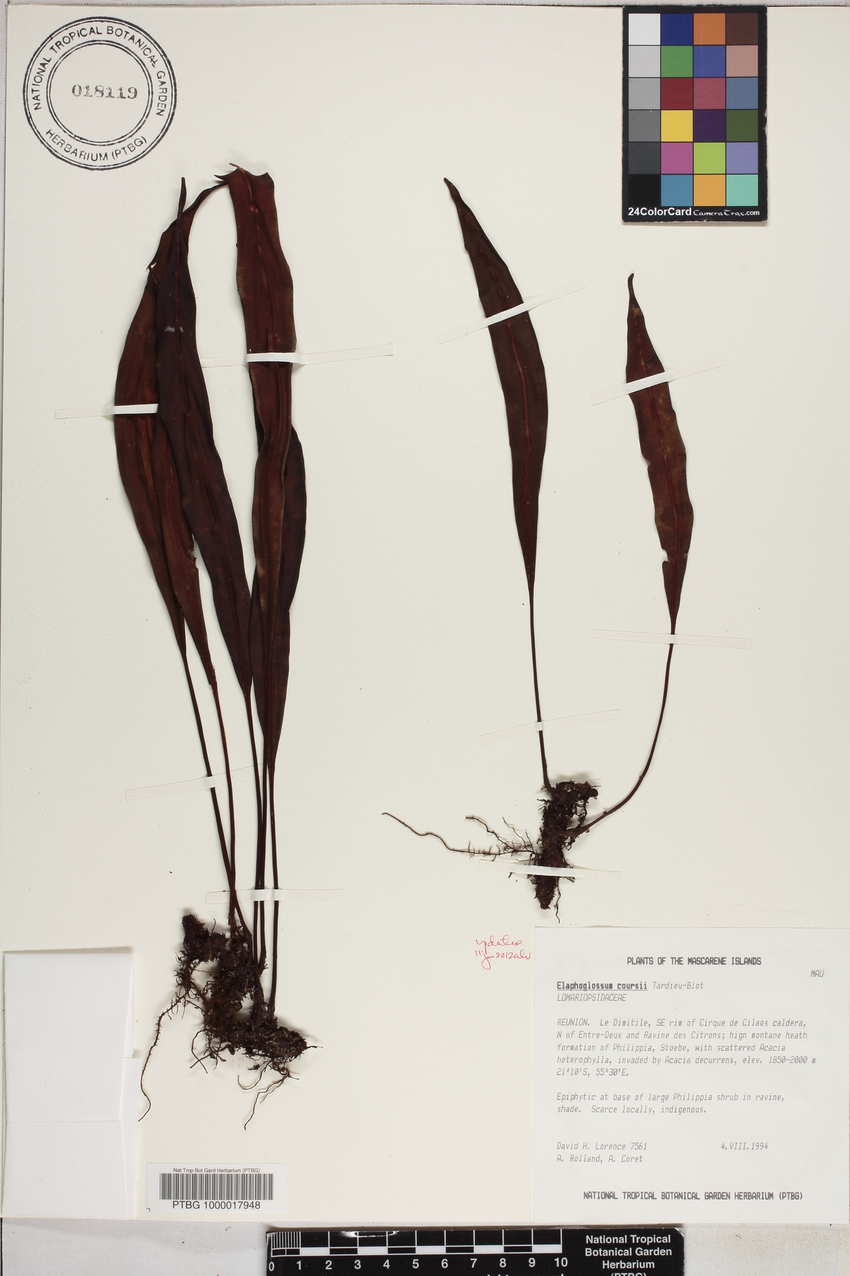 Elaphoglossum coursii image