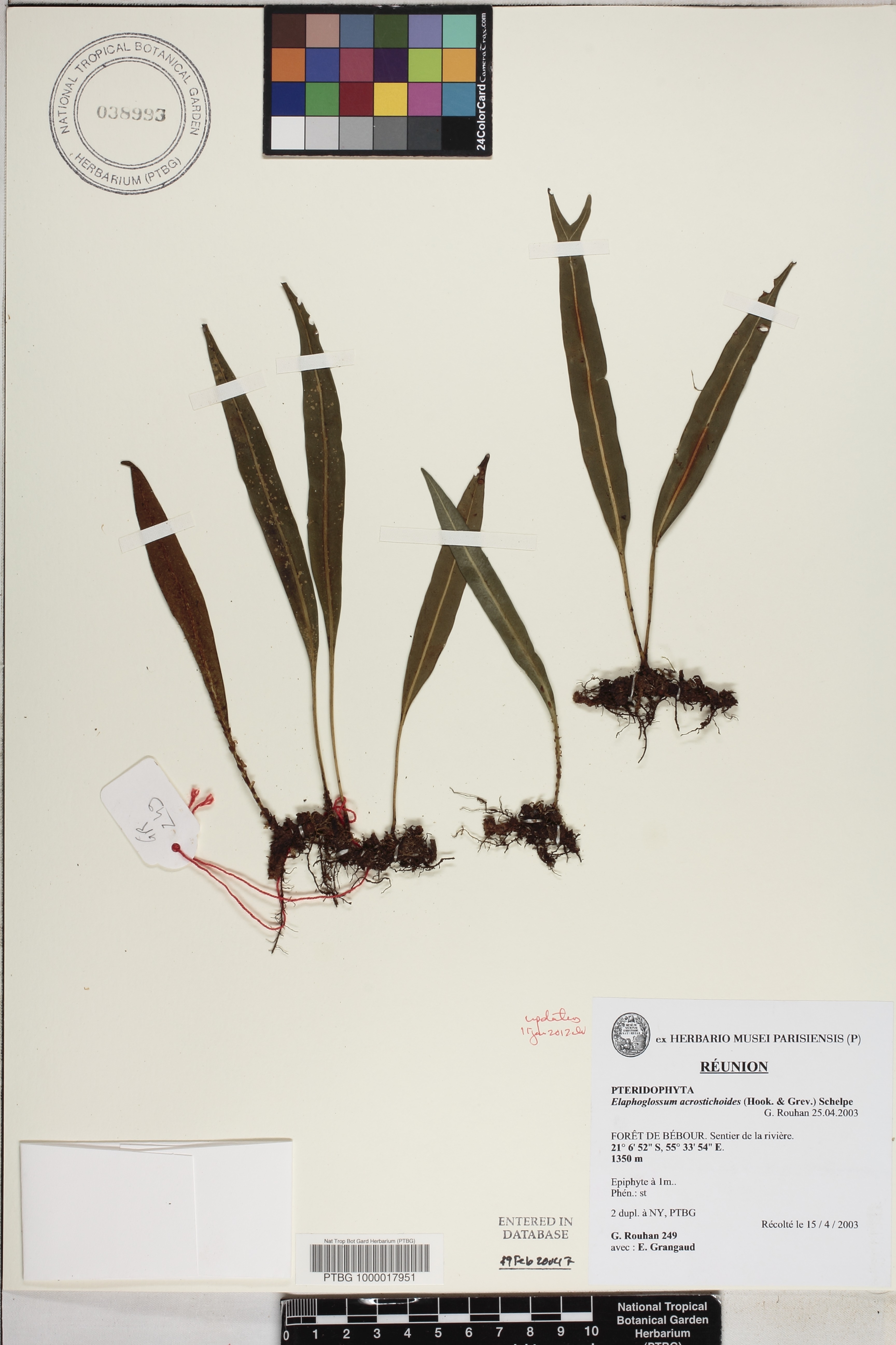 Elaphoglossum acrostichoides image