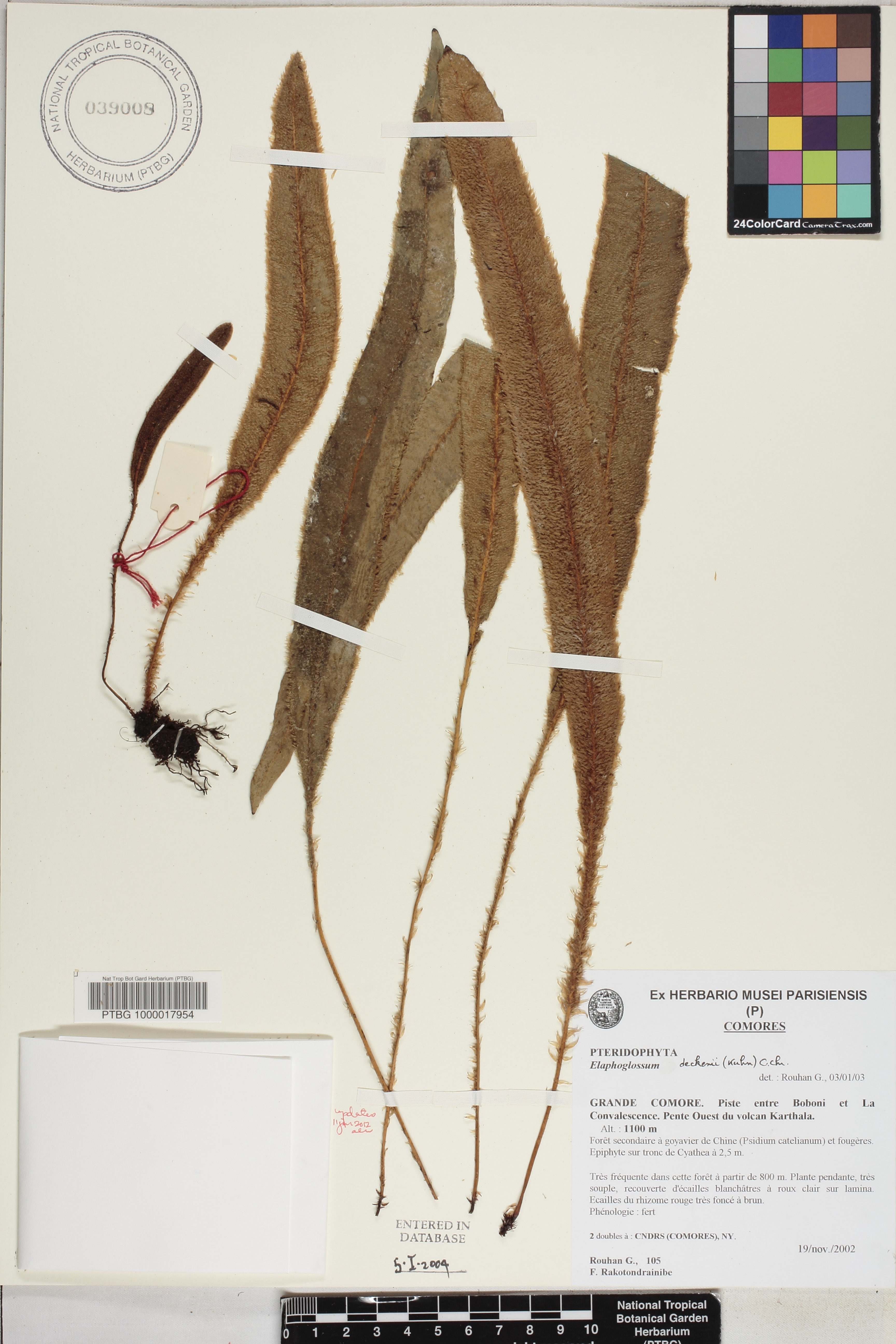 Elaphoglossum deckenii image
