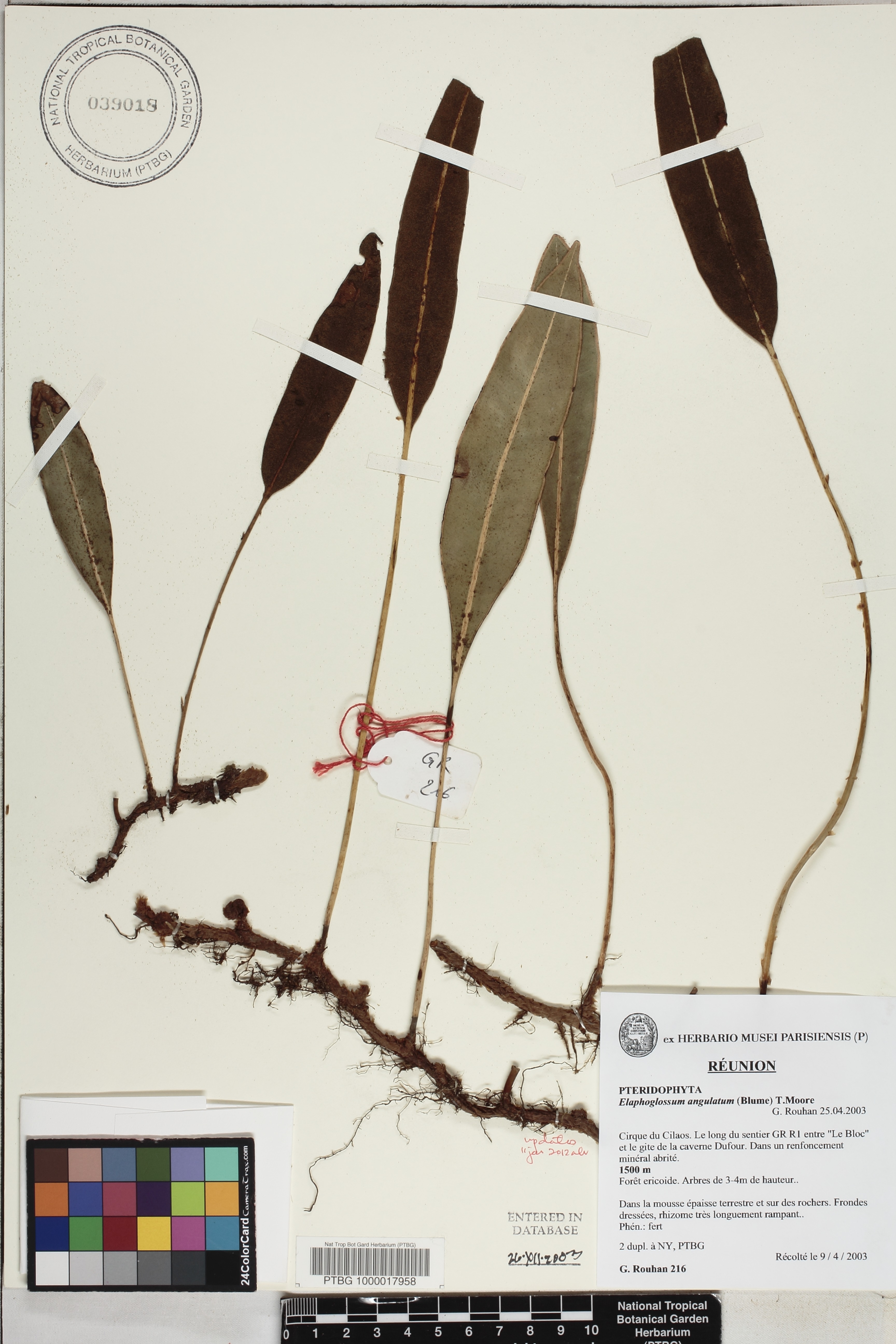Elaphoglossum angulatum image