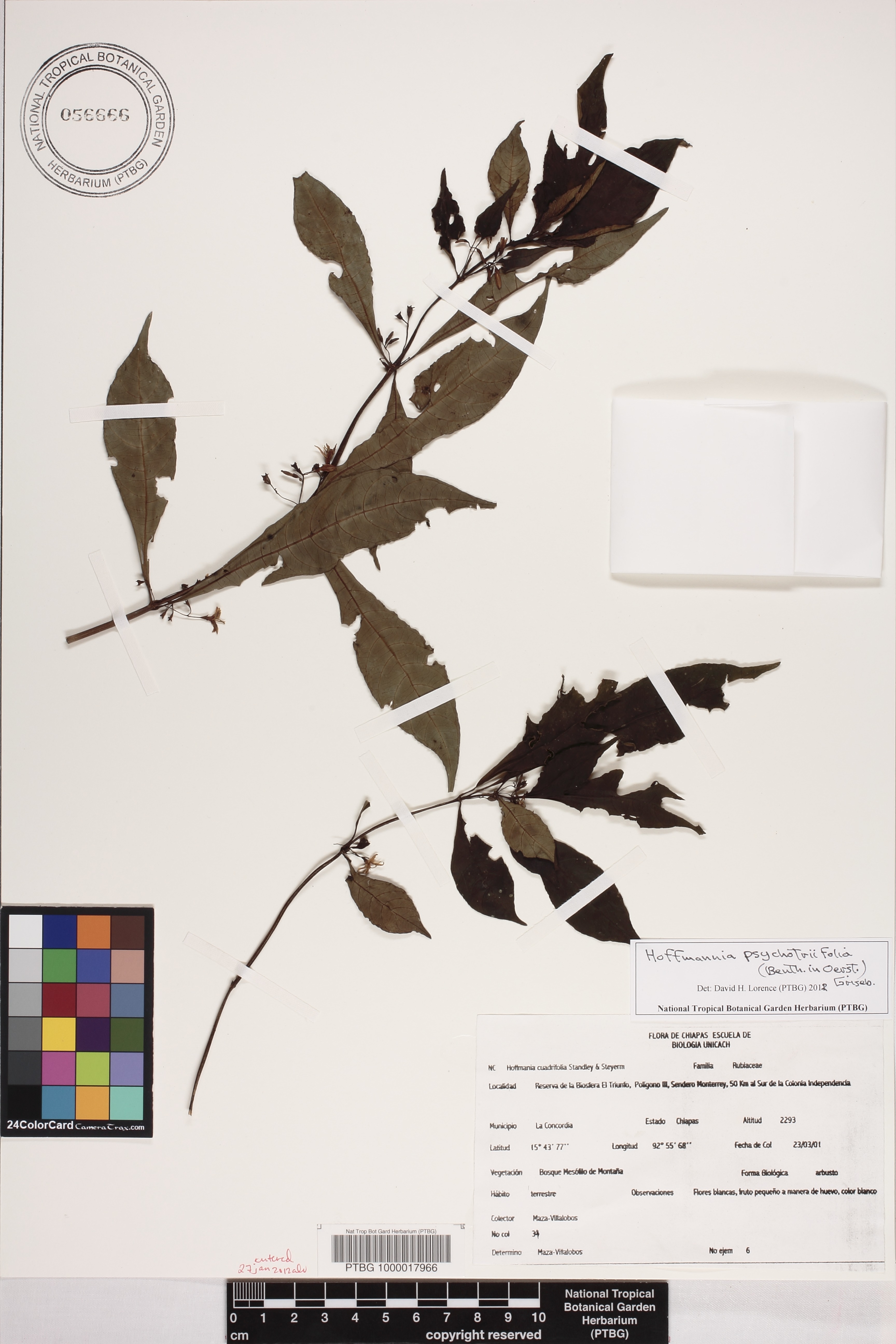 Hoffmannia psychotriifolia image
