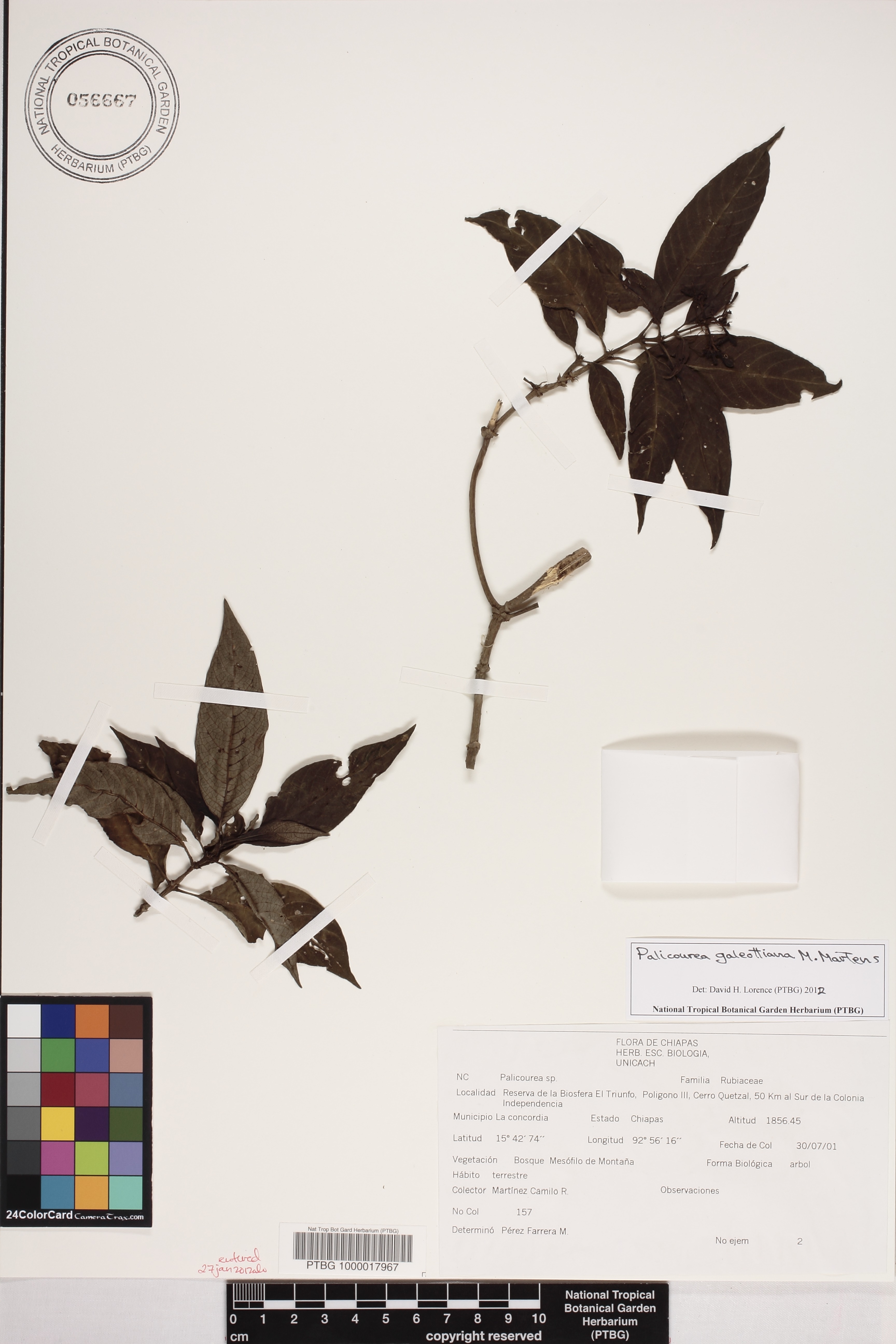 Palicourea galeottiana image