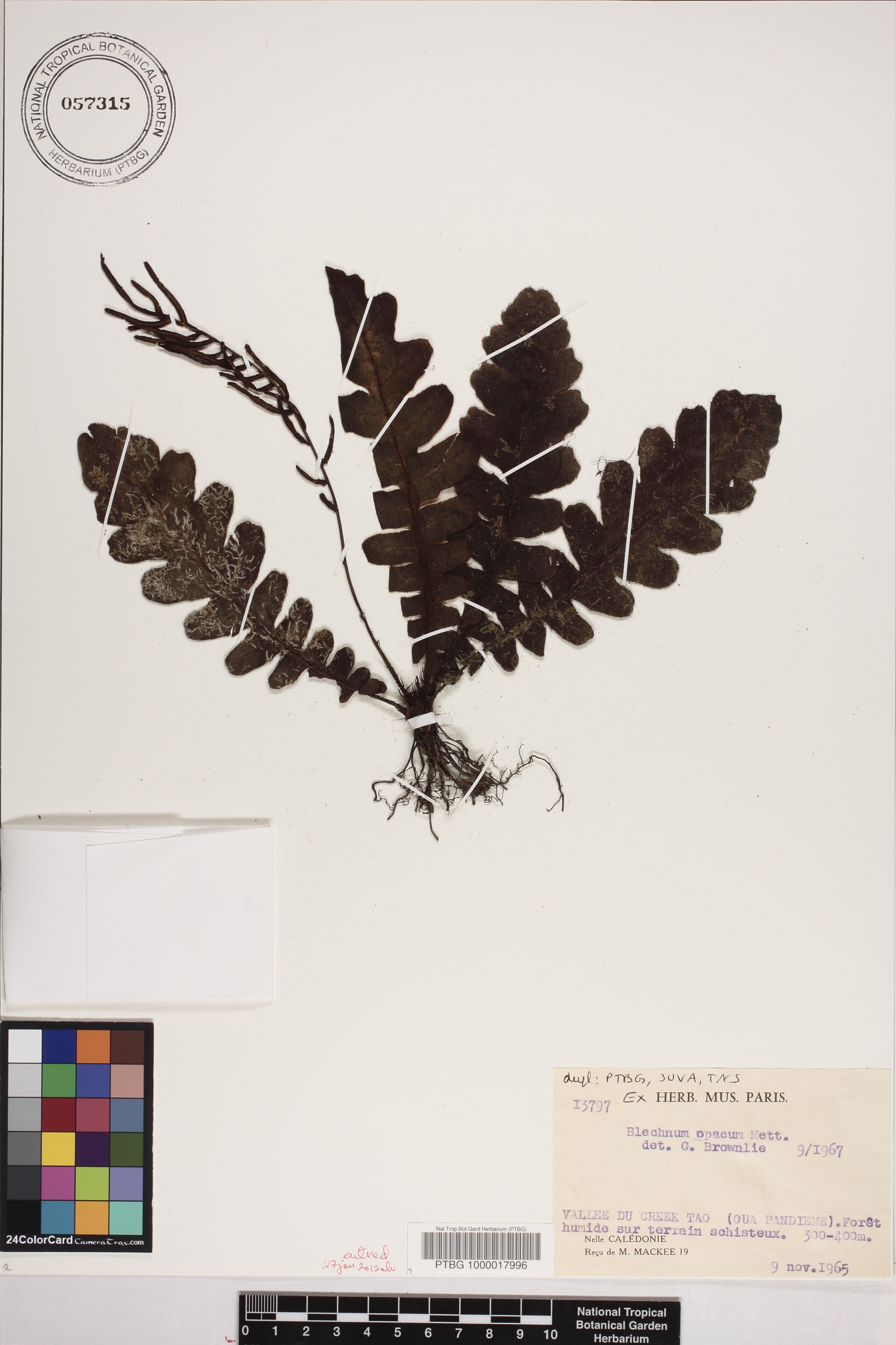 Cranfillia opaca image