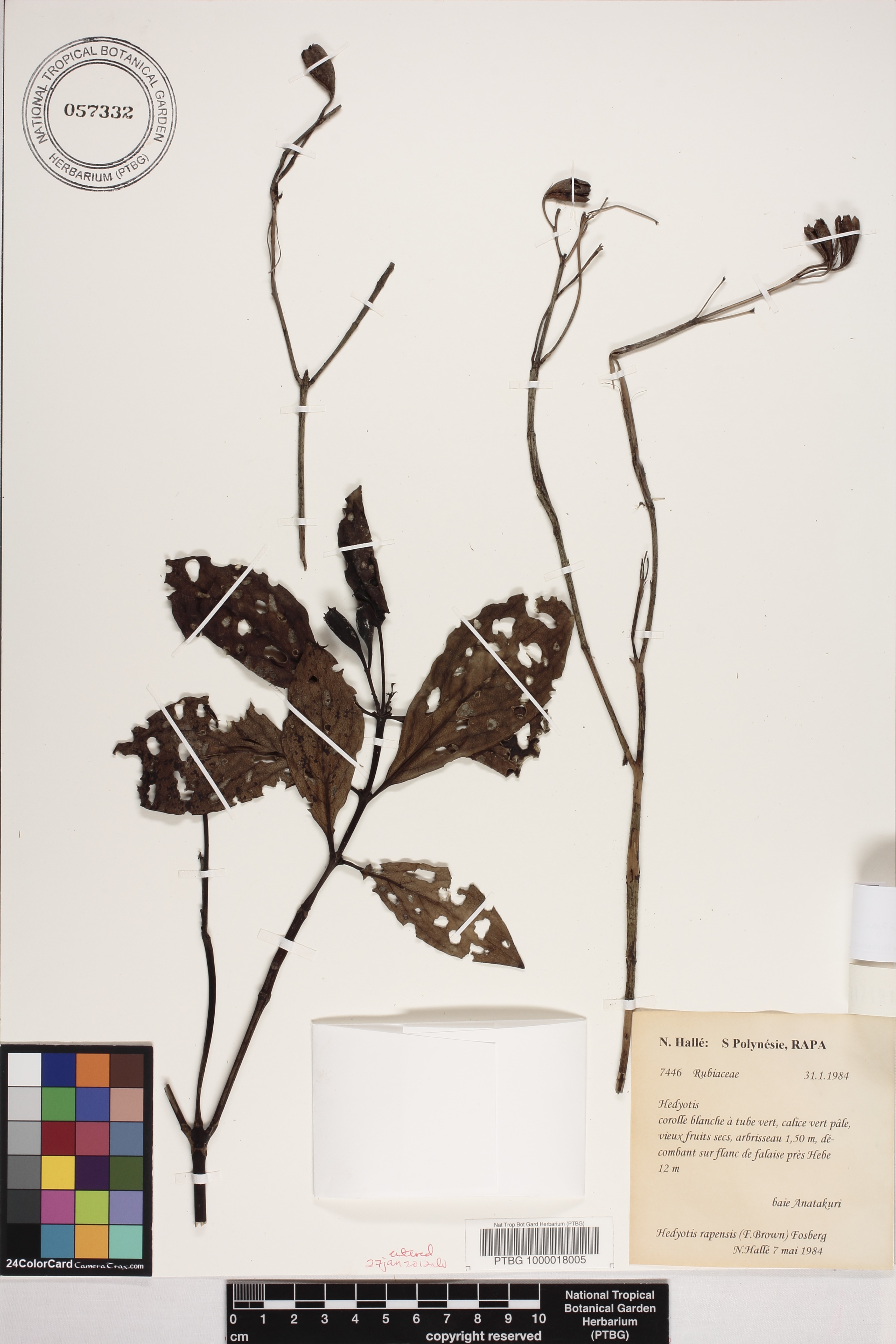 Kadua rapensis image