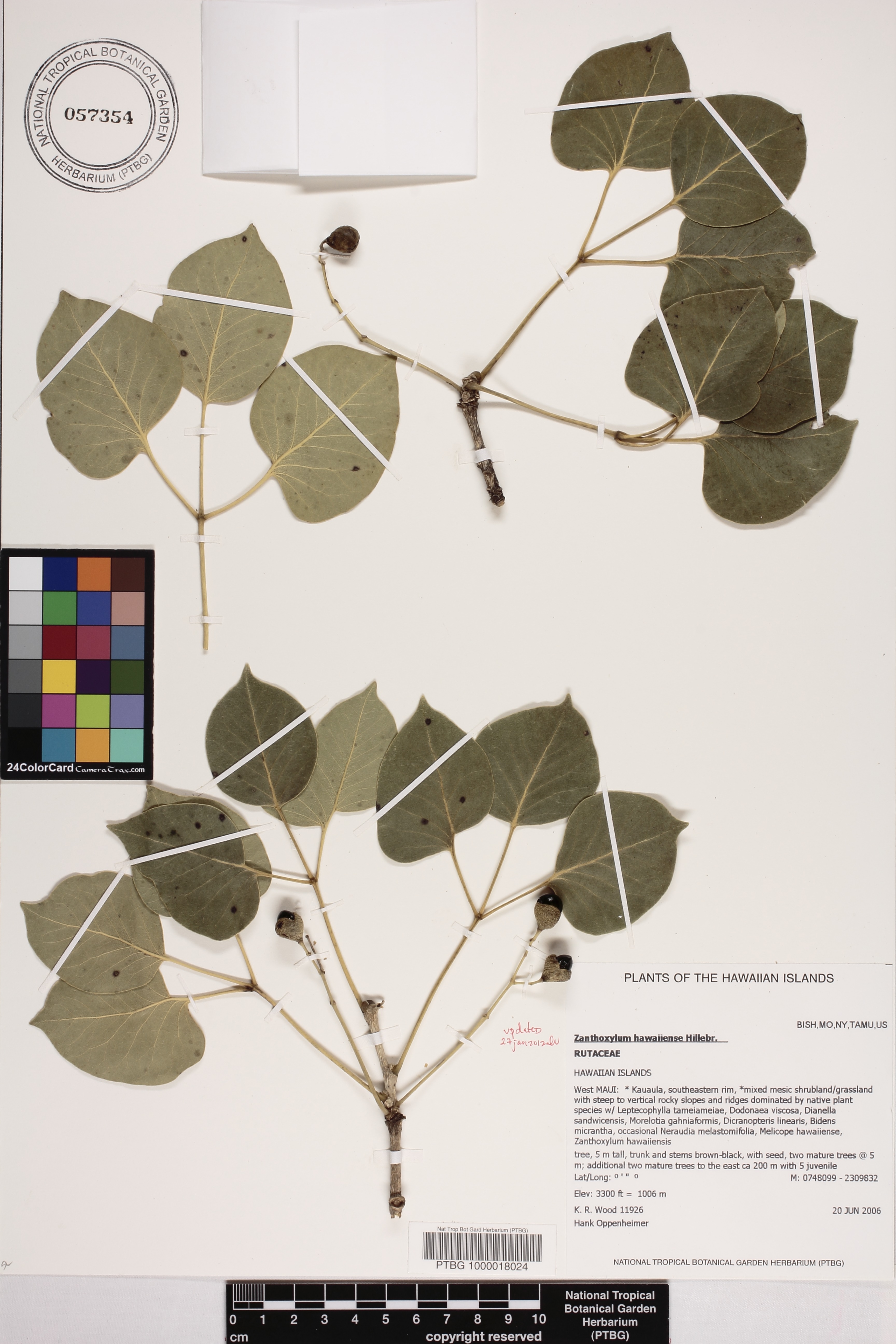 Zanthoxylum hawaiiense image