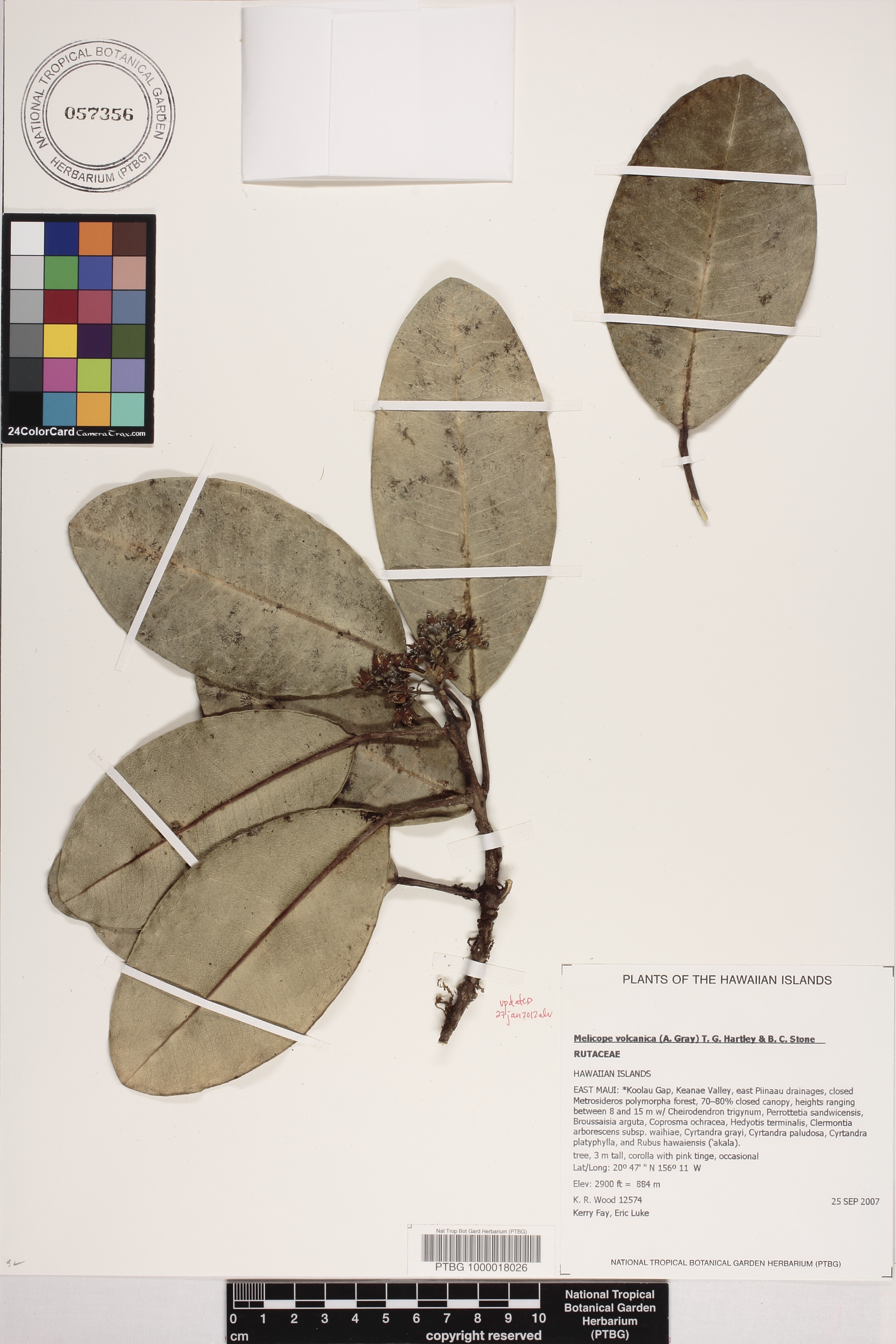 Melicope volcanica image
