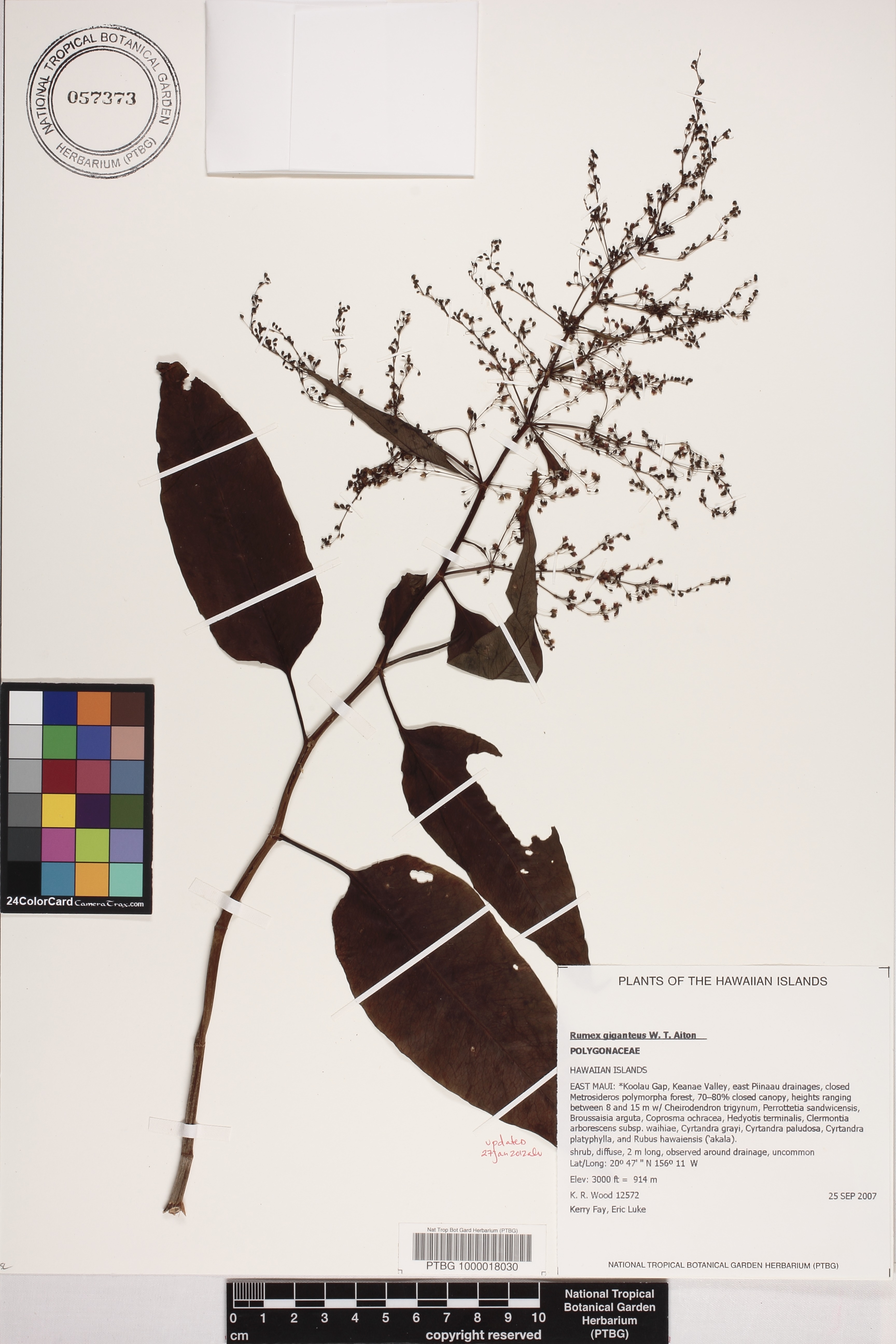 Rumex image