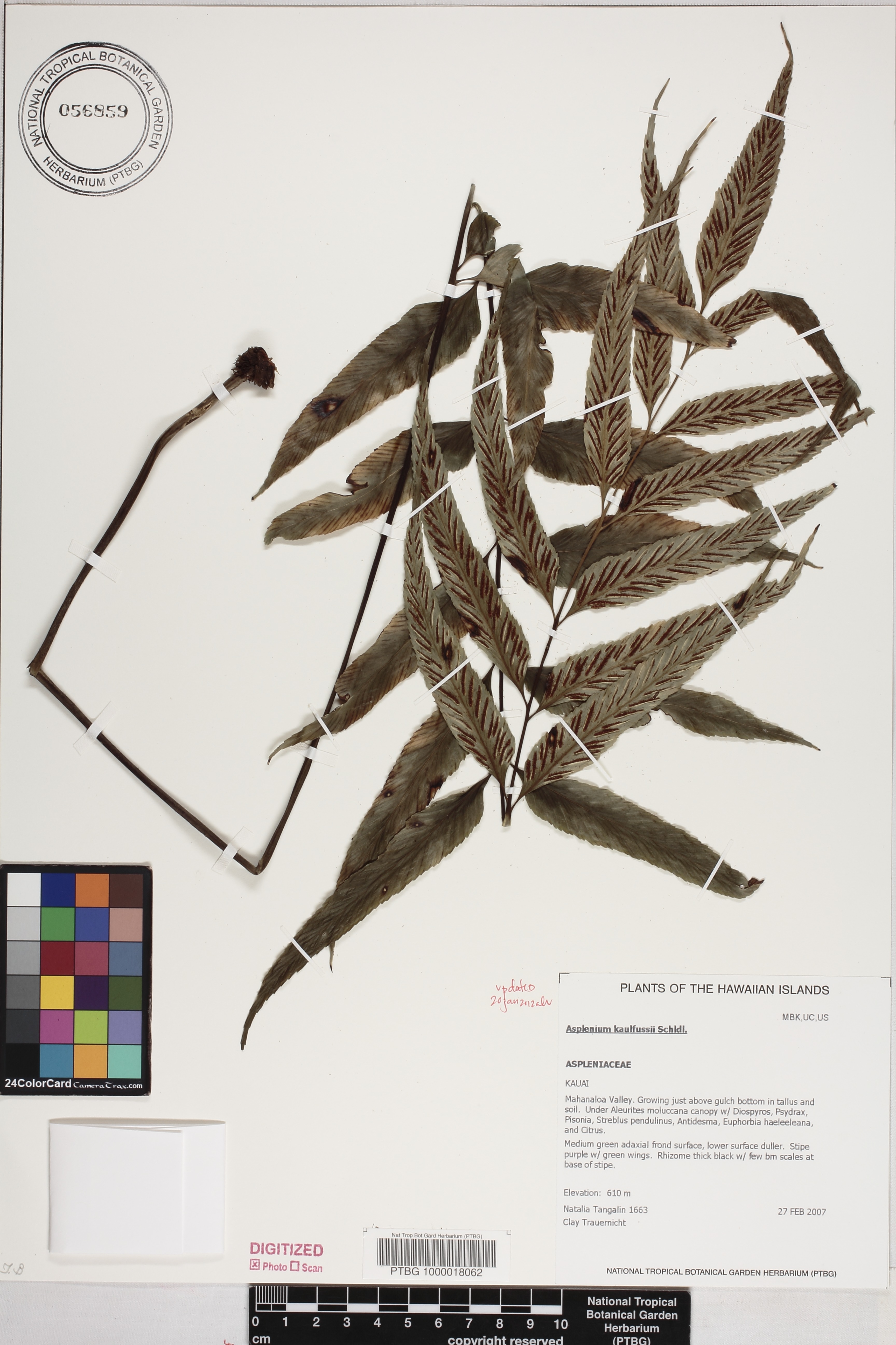 Asplenium kaulfussii image